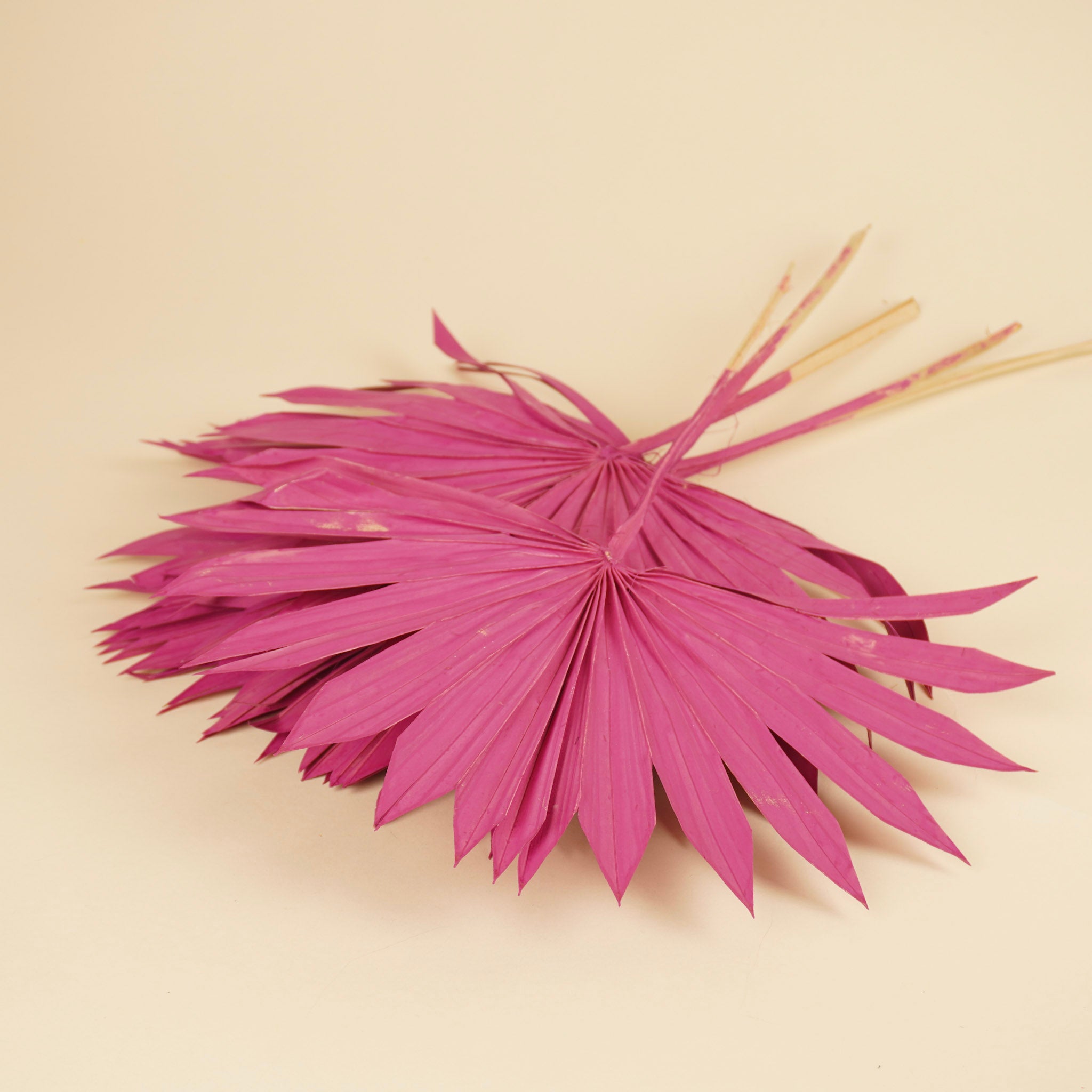 Dried Palm Sun Spear Cerise