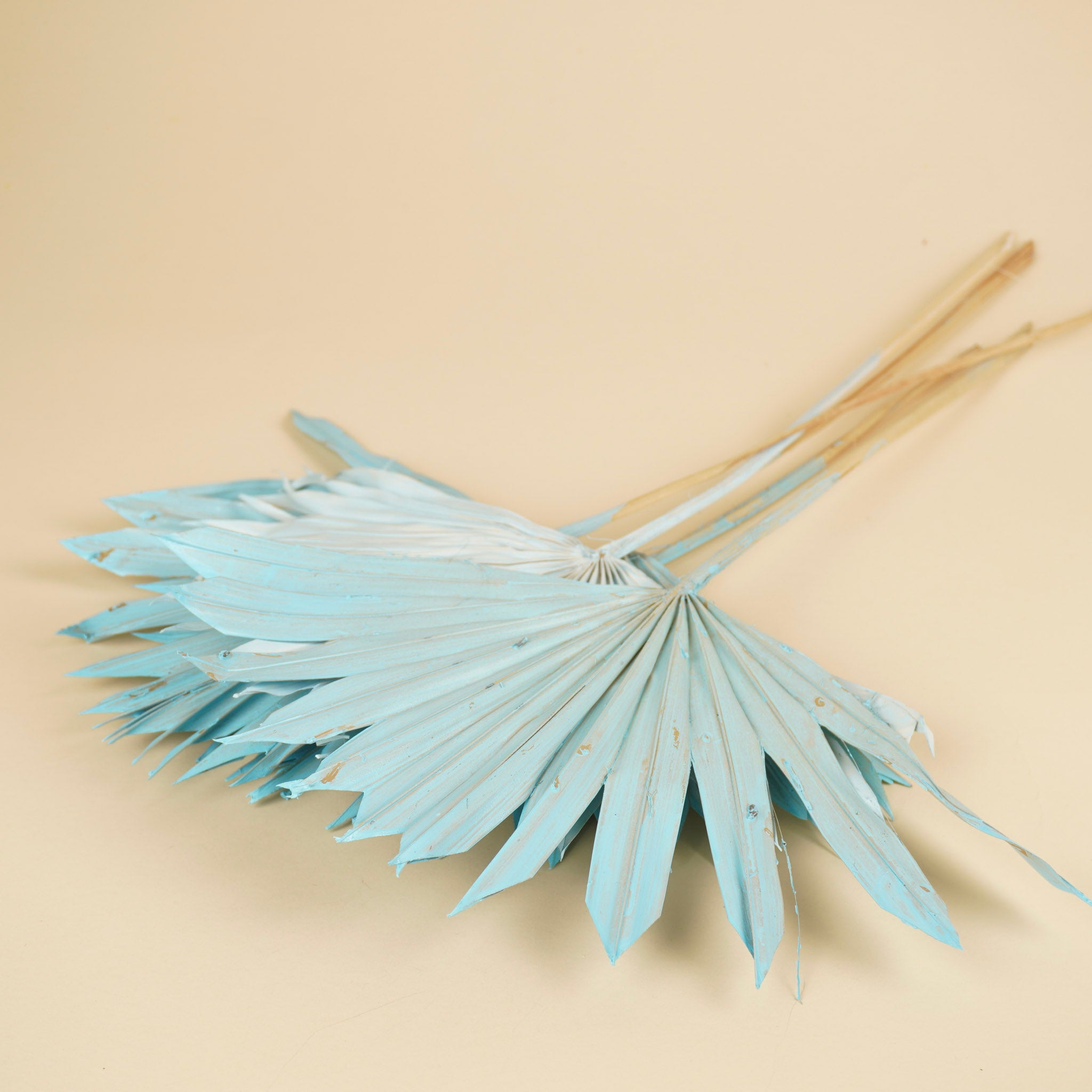 Gedroogde palm sun spear – licht blauw
