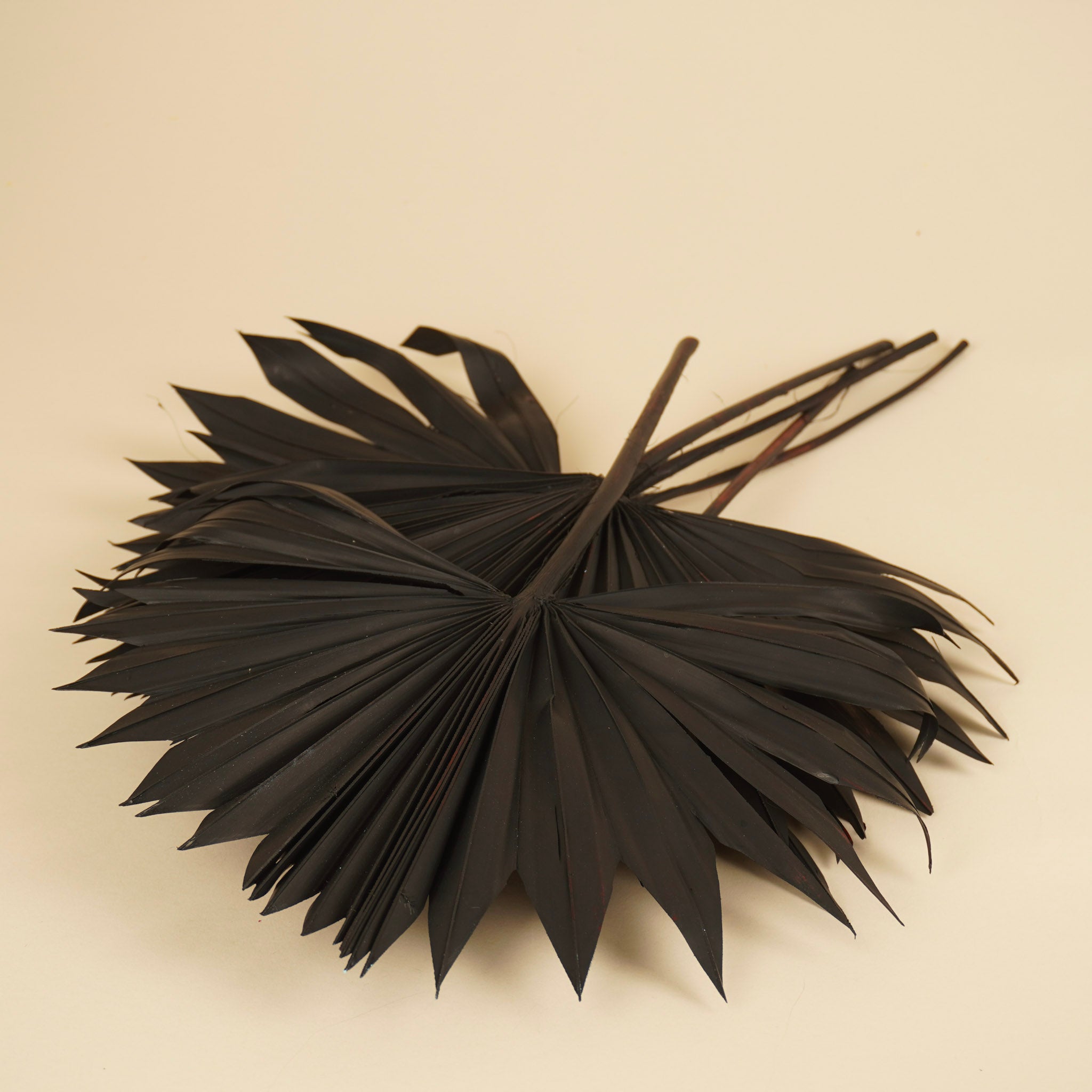 Dried Palm Sun Spear Black