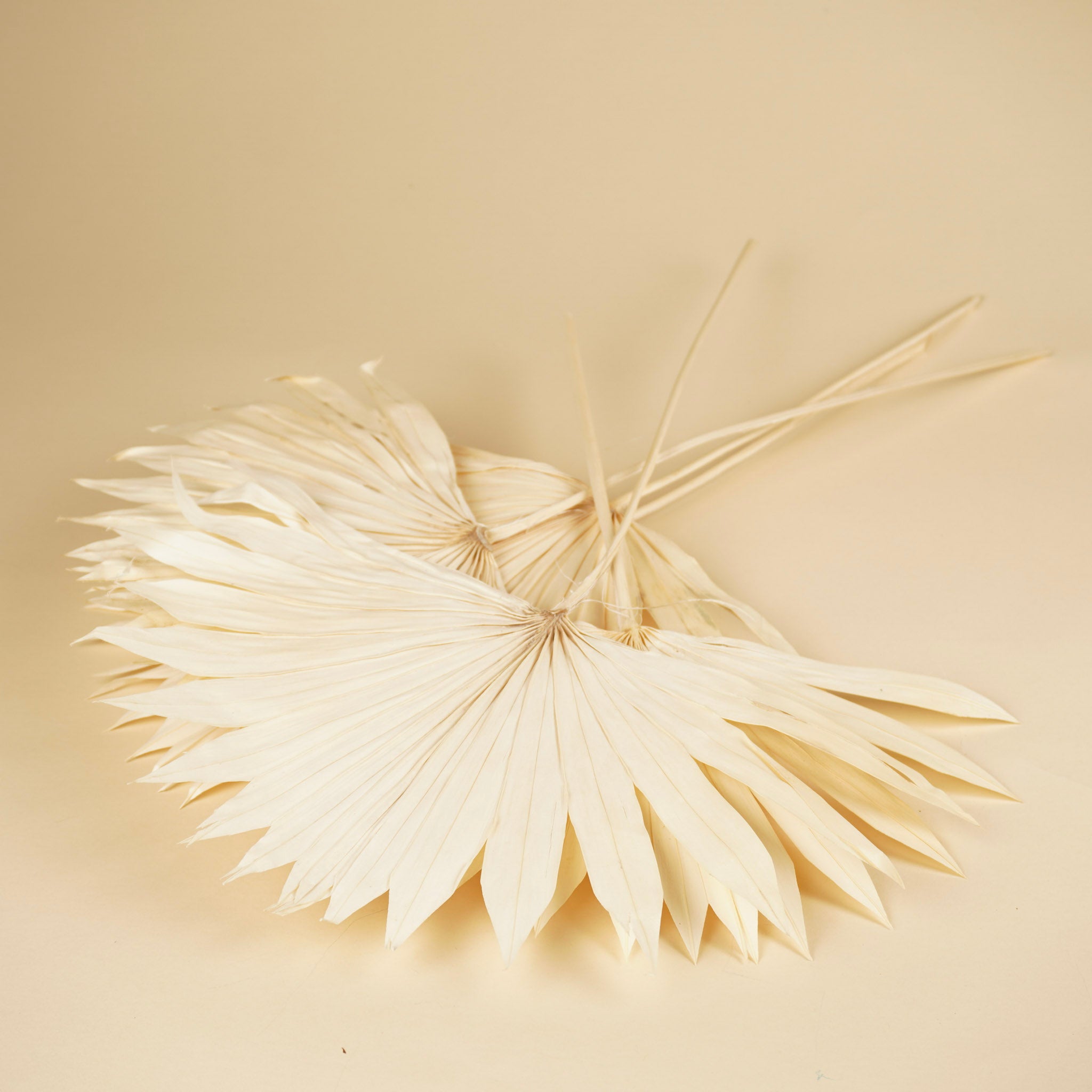 Palm Sun Spear bleached