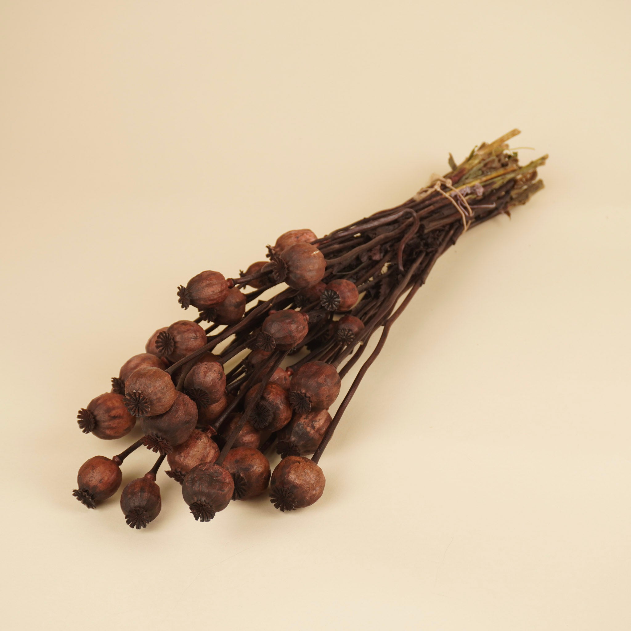 Dried poppy dark brown