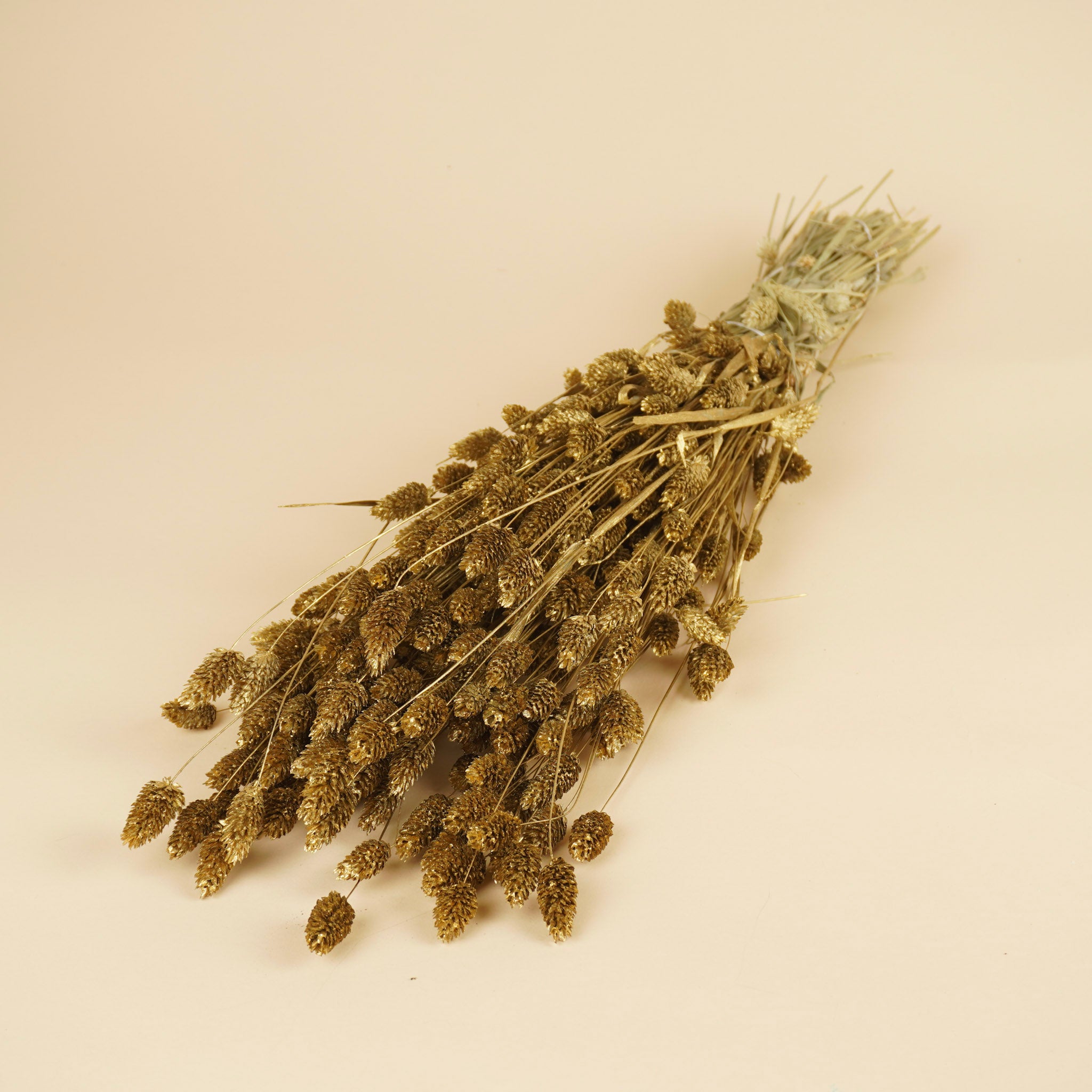 Golden getrockneter Phalararis