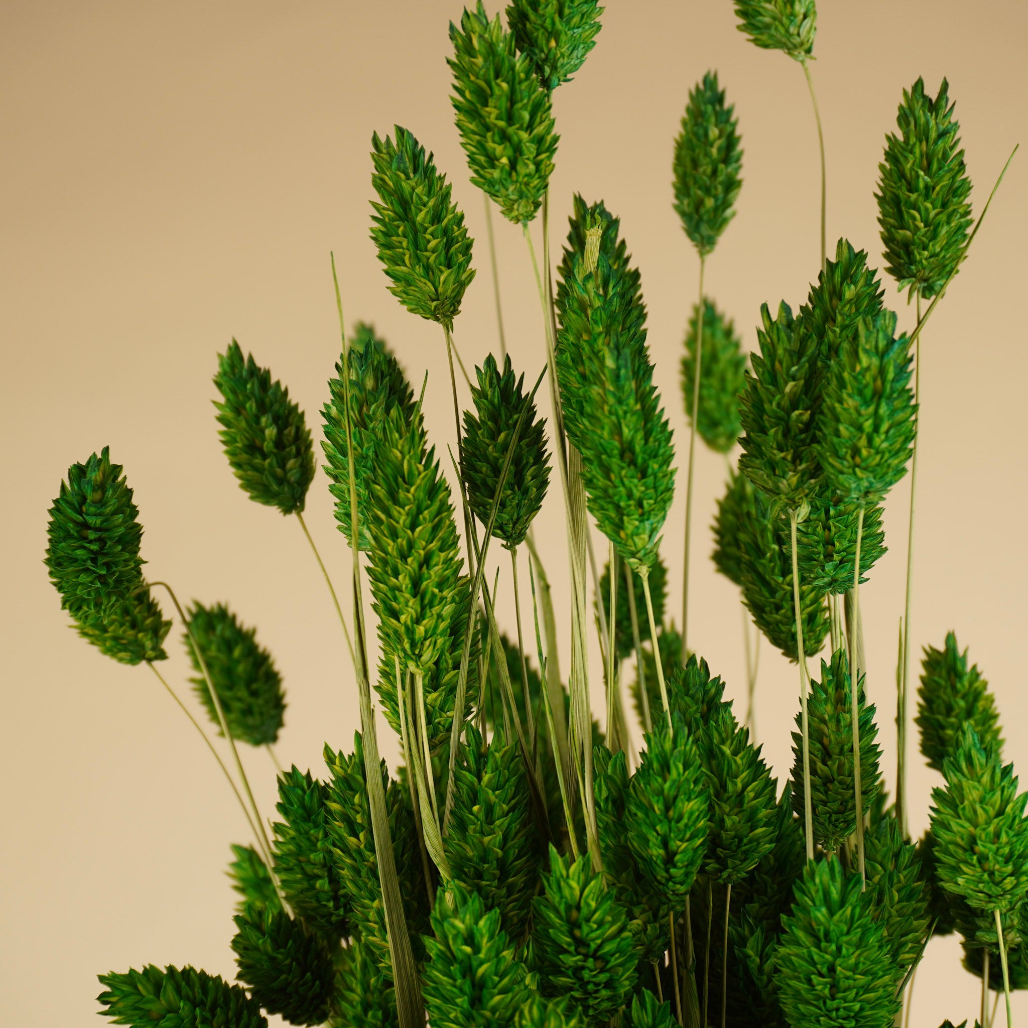 Gedroogde phalaris – groen