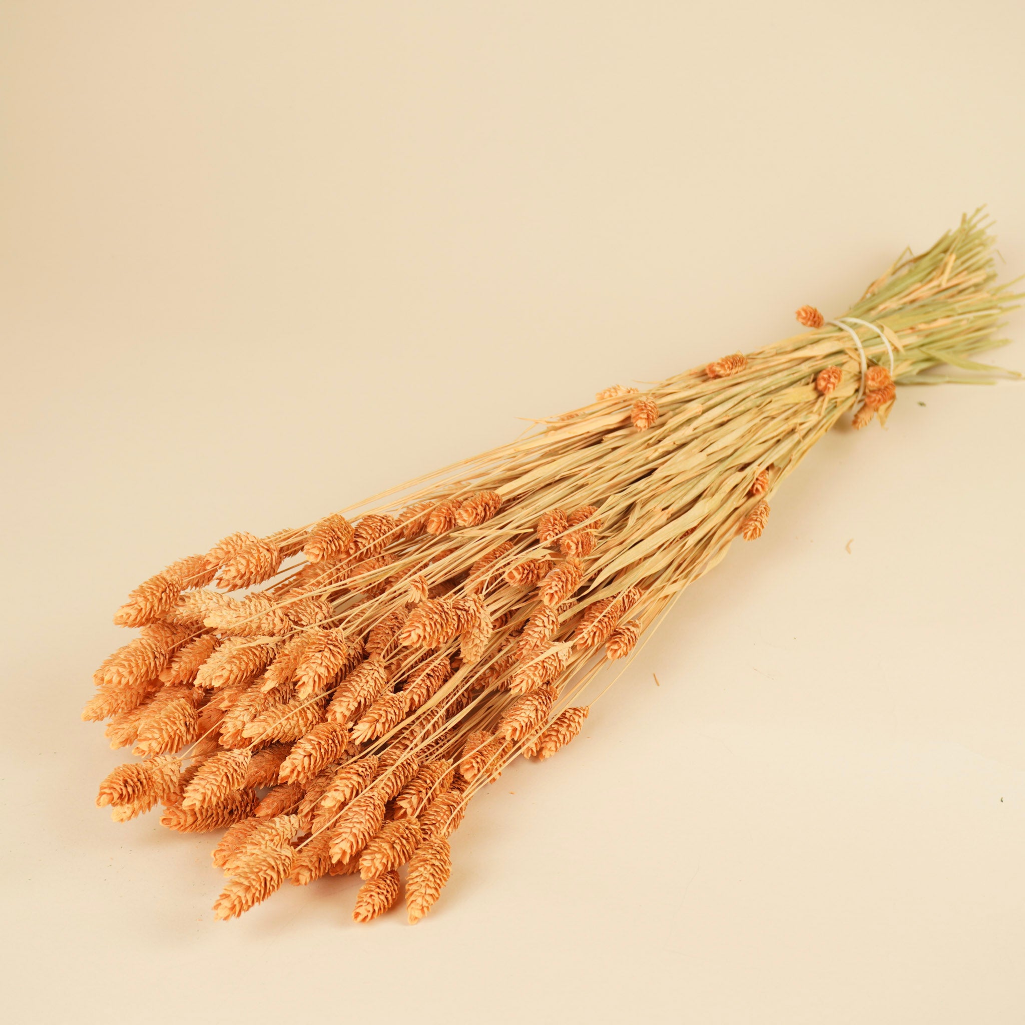 Phalaris séché coralon brumeux