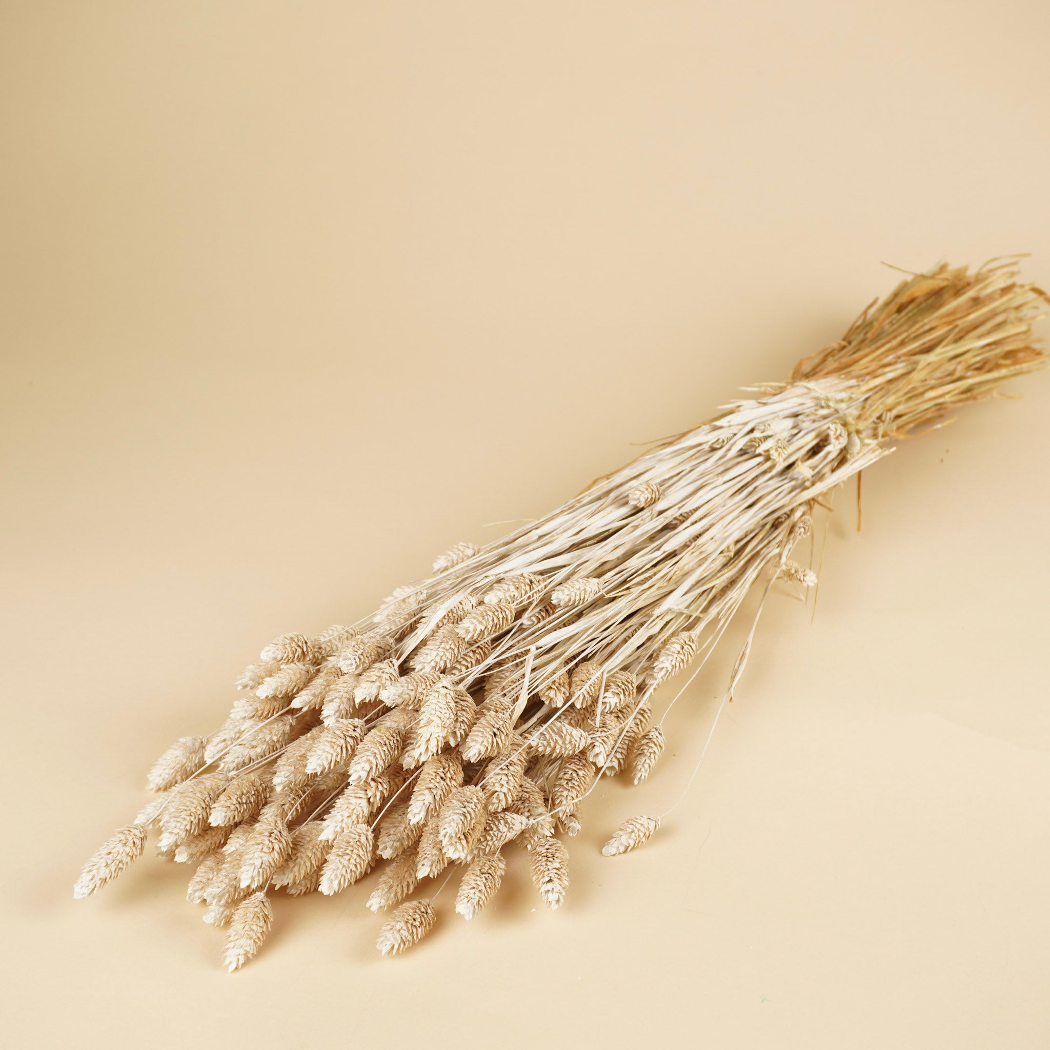 Phalaris Misty Wit (Canarial Grass)