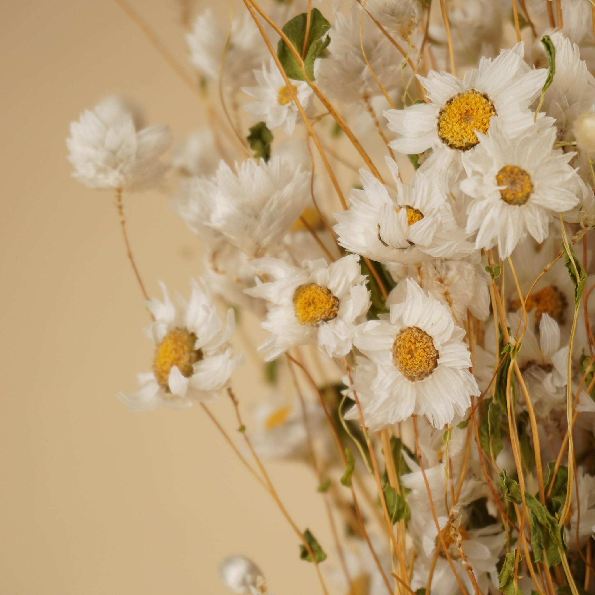 Rhodanthe blanc séché