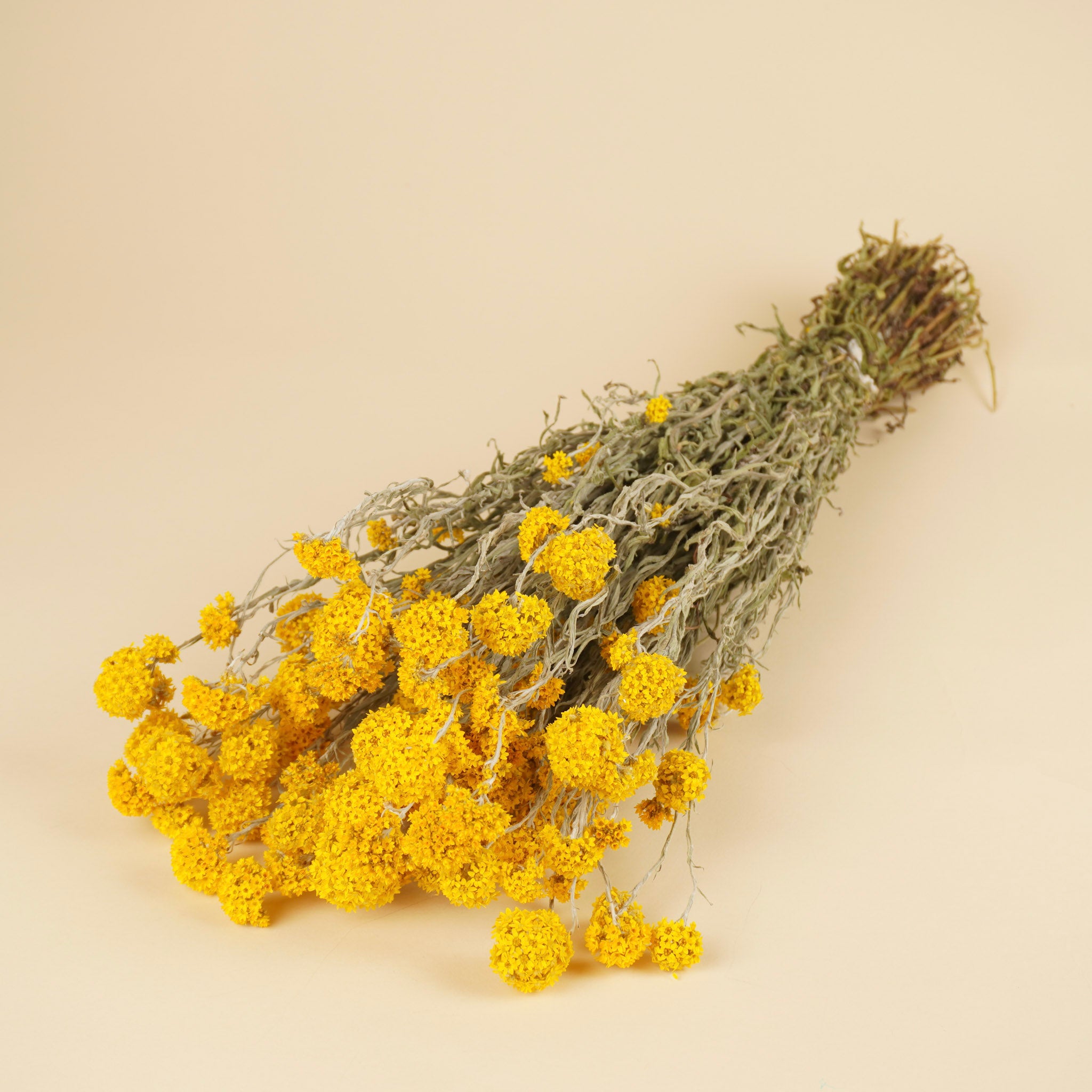 Dried Sanfordii