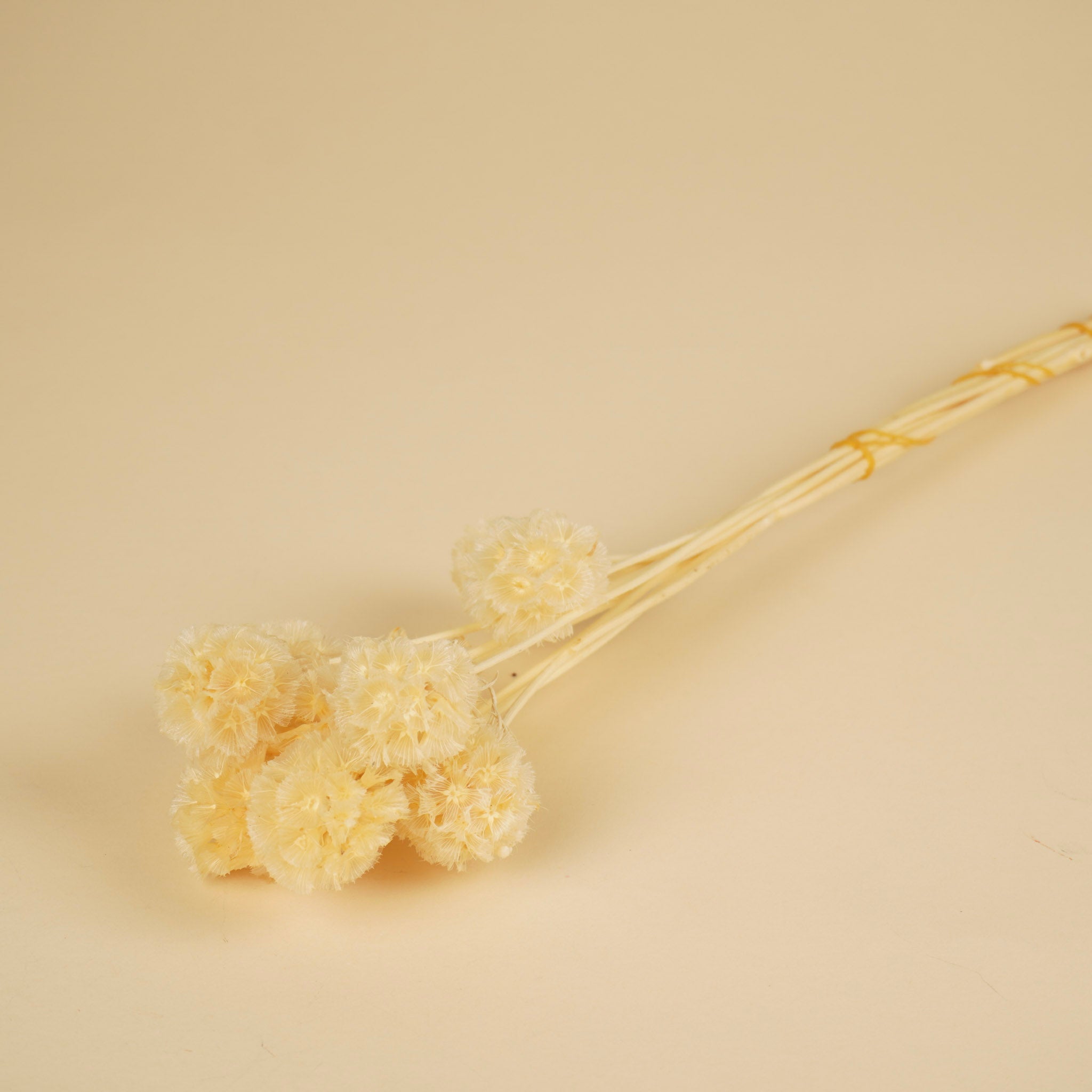 Dried scabiosa stellata bleached