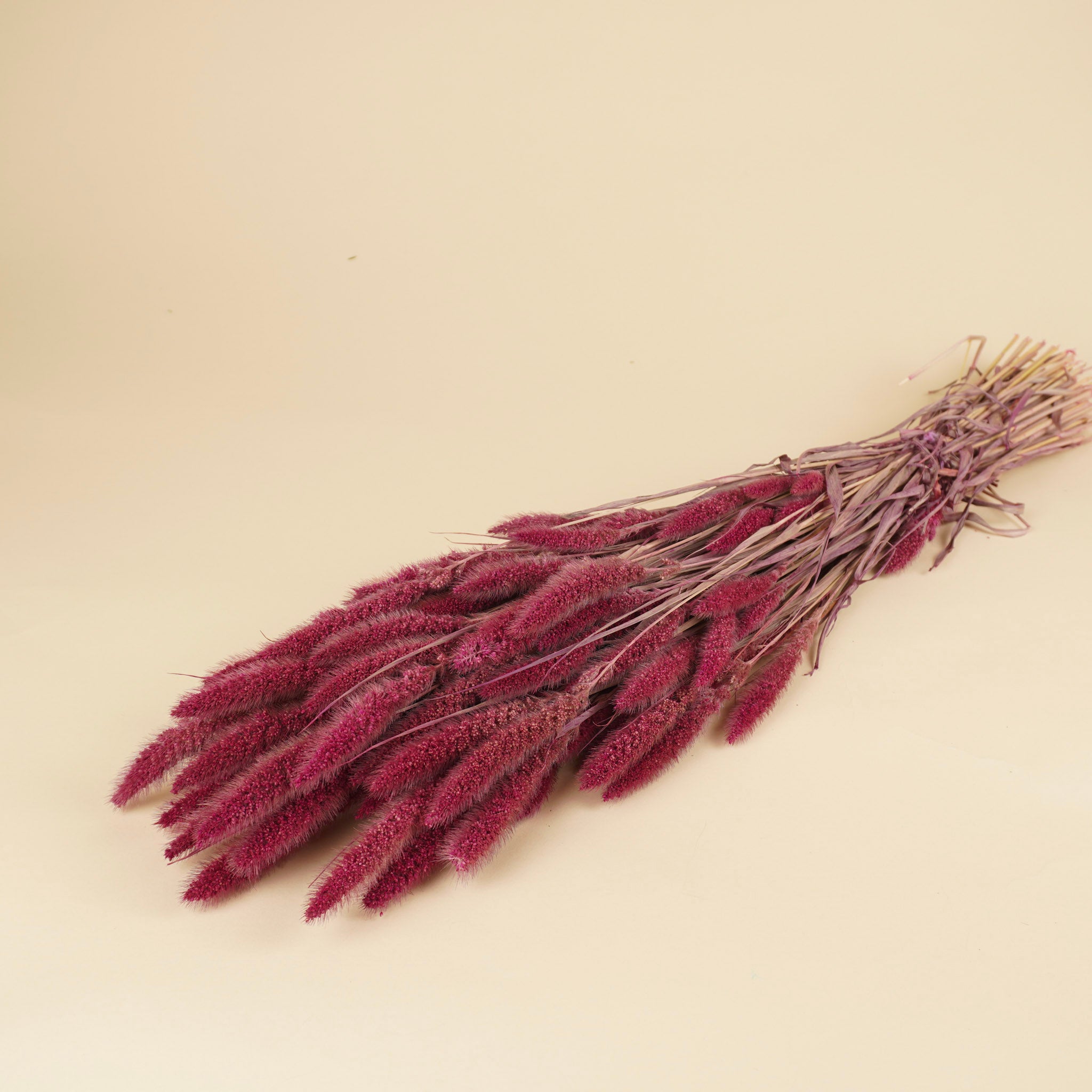 Dried setaria pink