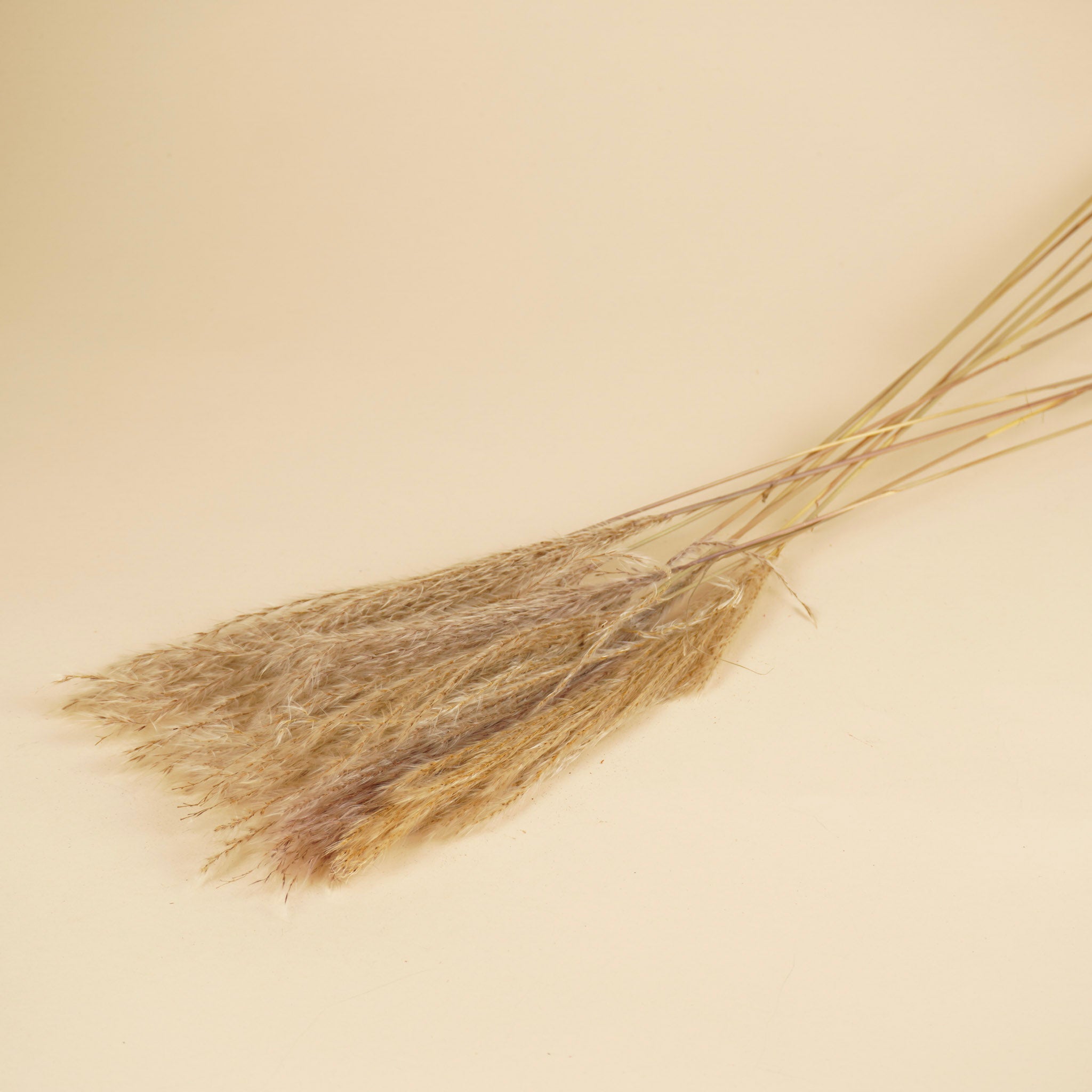 Dried Stipa Feather Naturel (by Plume)