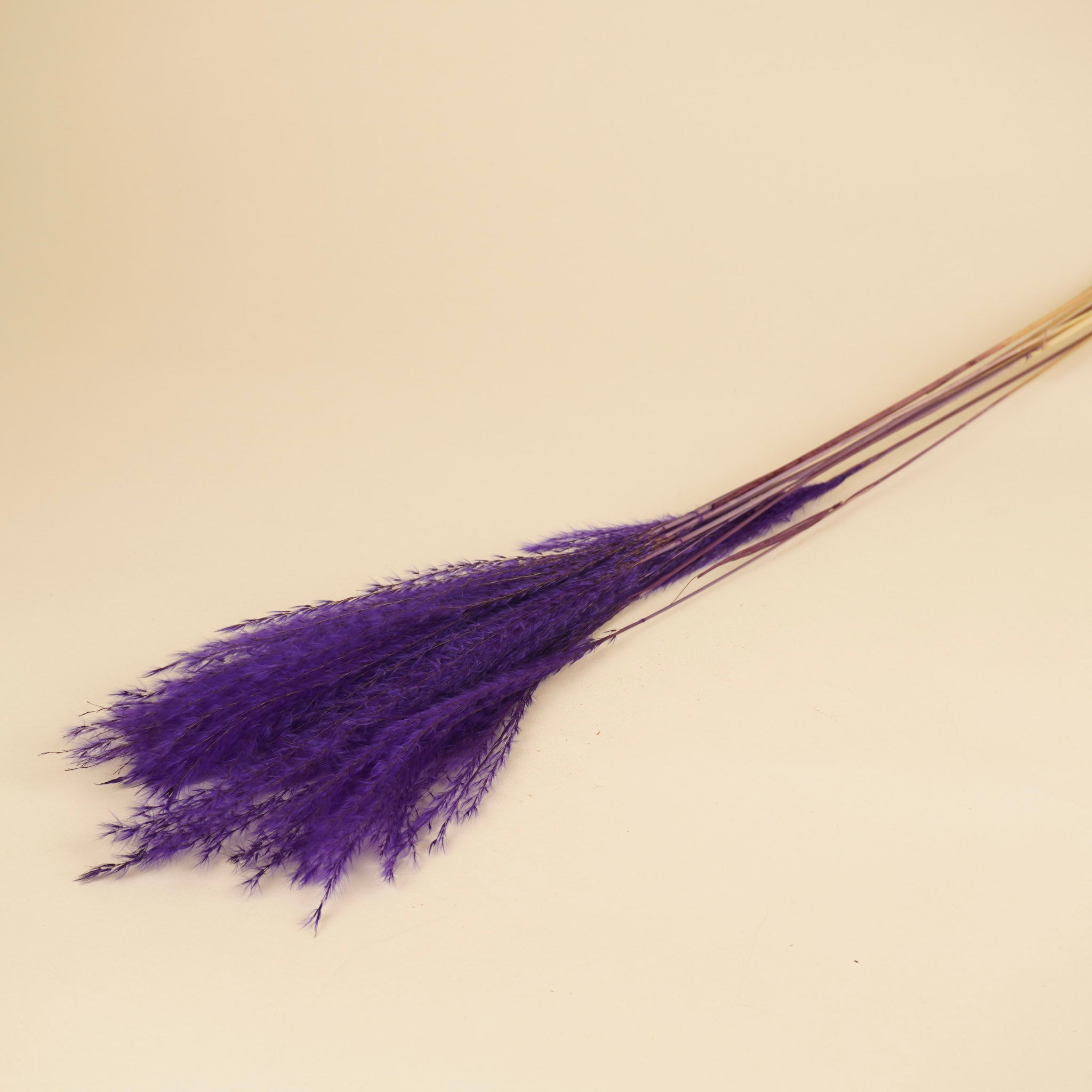 Dried Stipa Feather purple (per piece)