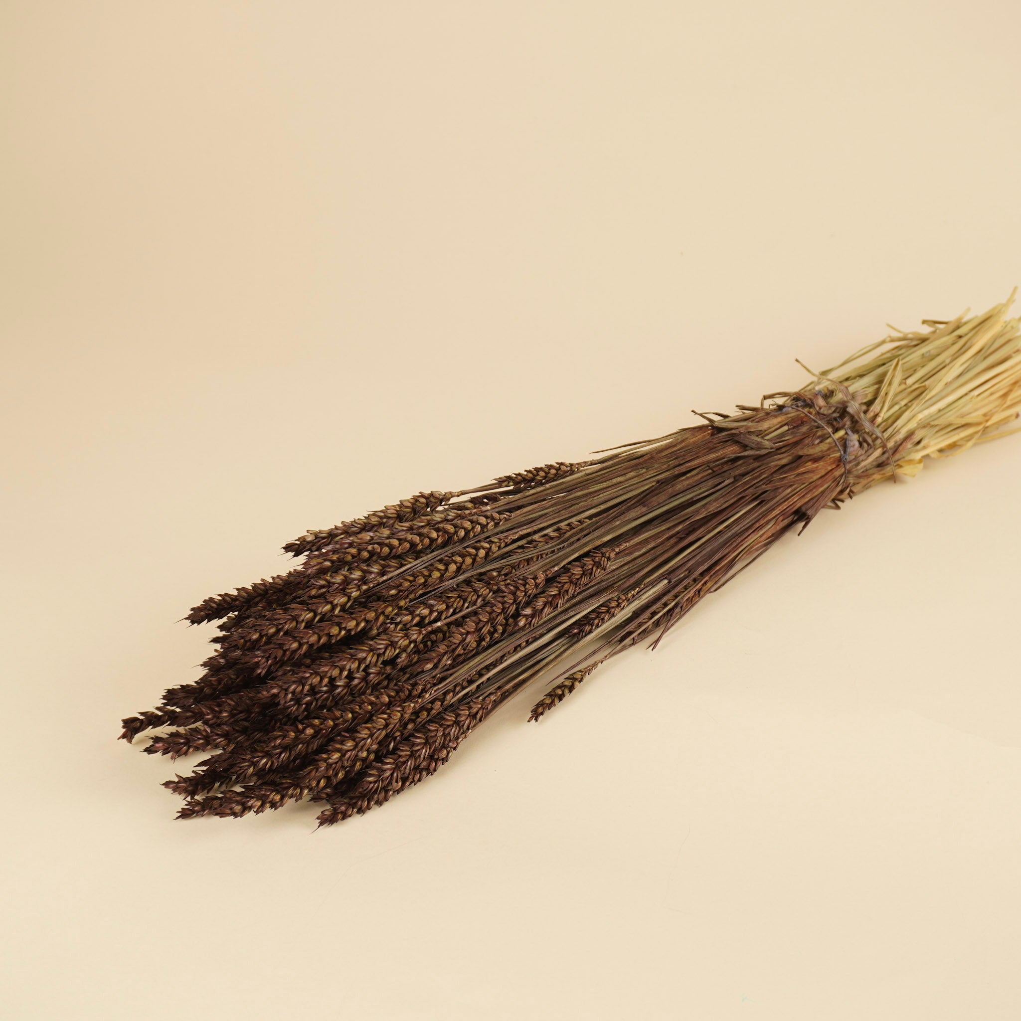 Dried wheat dark brown