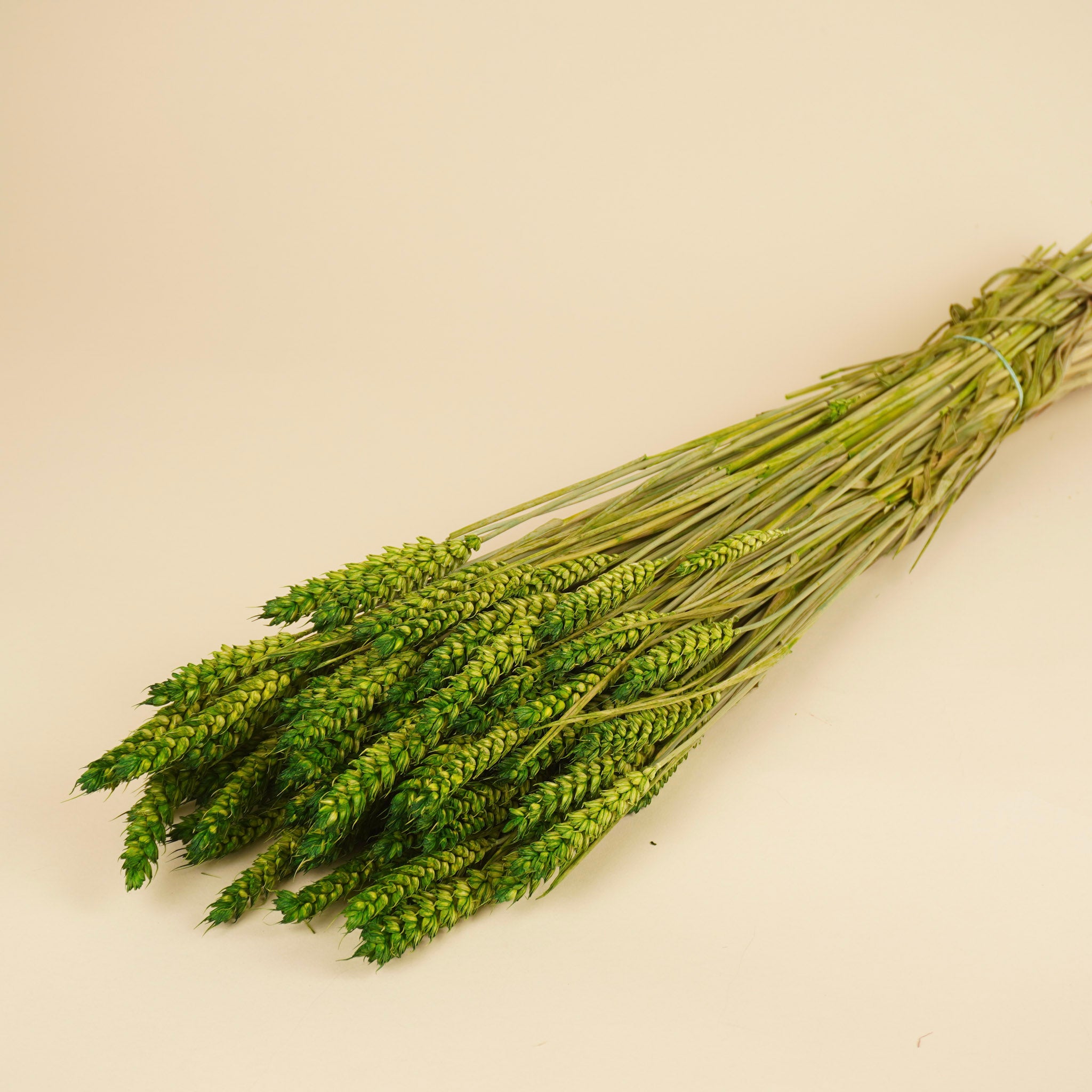 Dried Wheat Green (Triticum)