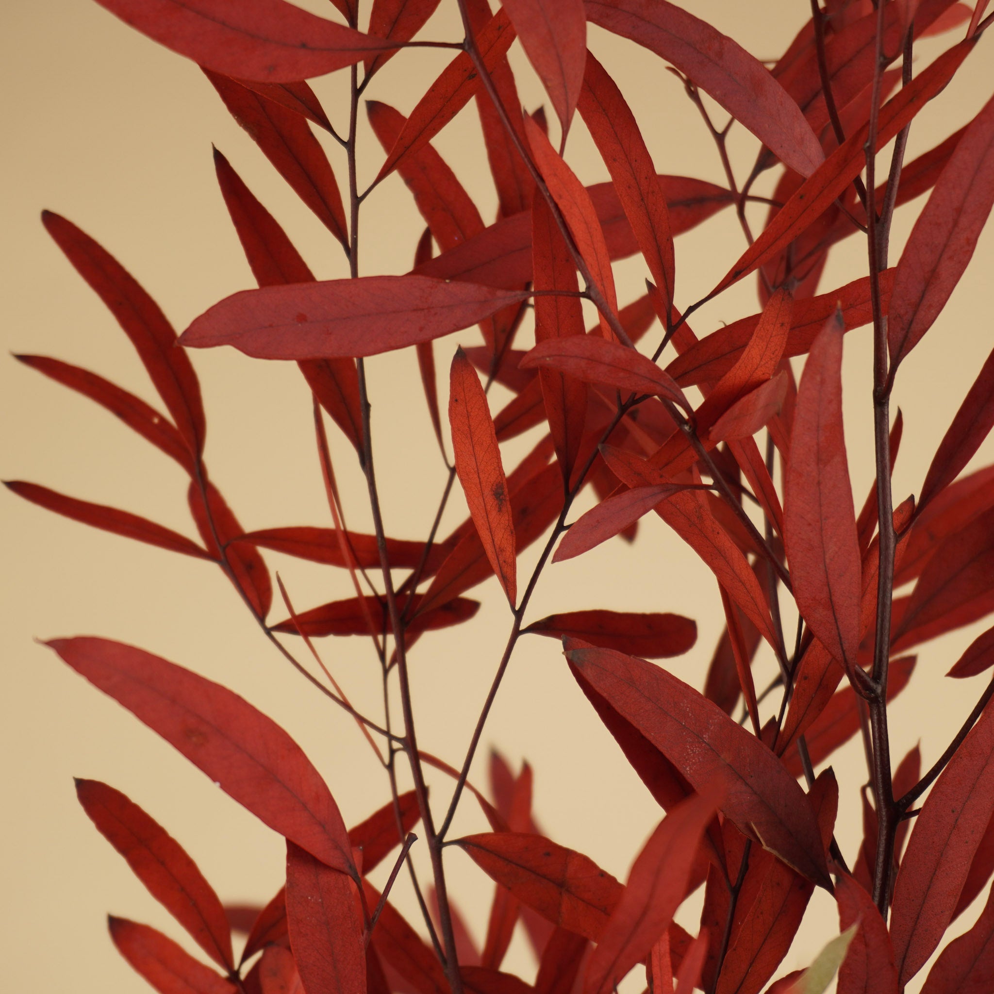 Eucalyptus nicoly rouge conservé