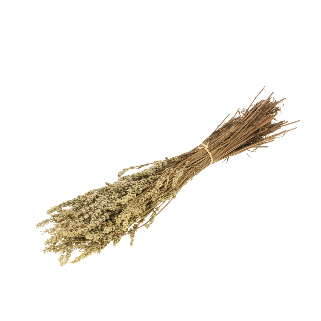 Botao botton bleu foncé séché