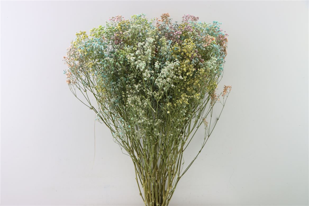 Getrocknete Gypsophila Regenbogen (Gipspraid) - verschiedene Farben