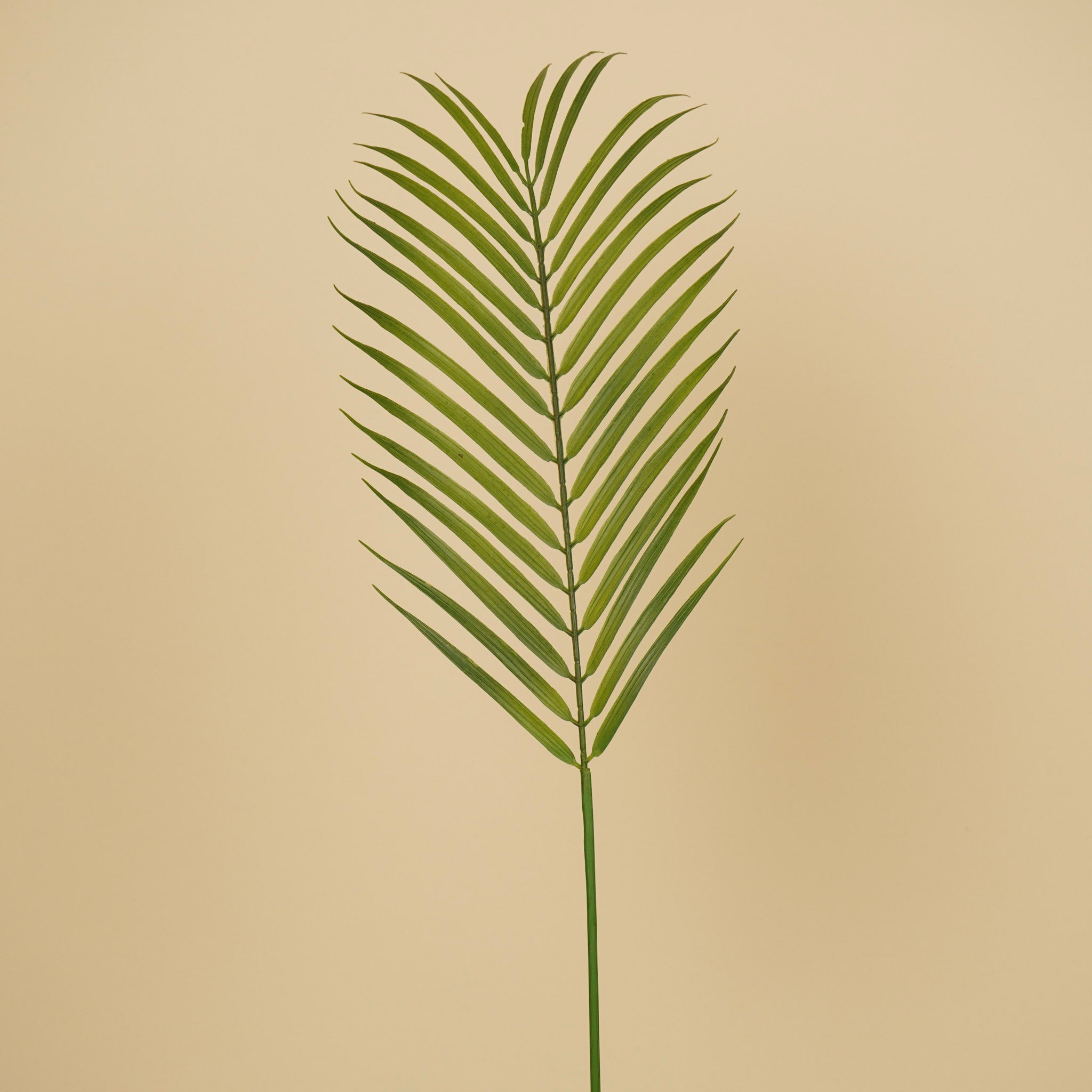 Chamaedorea soyeux – Vert (75 cm)