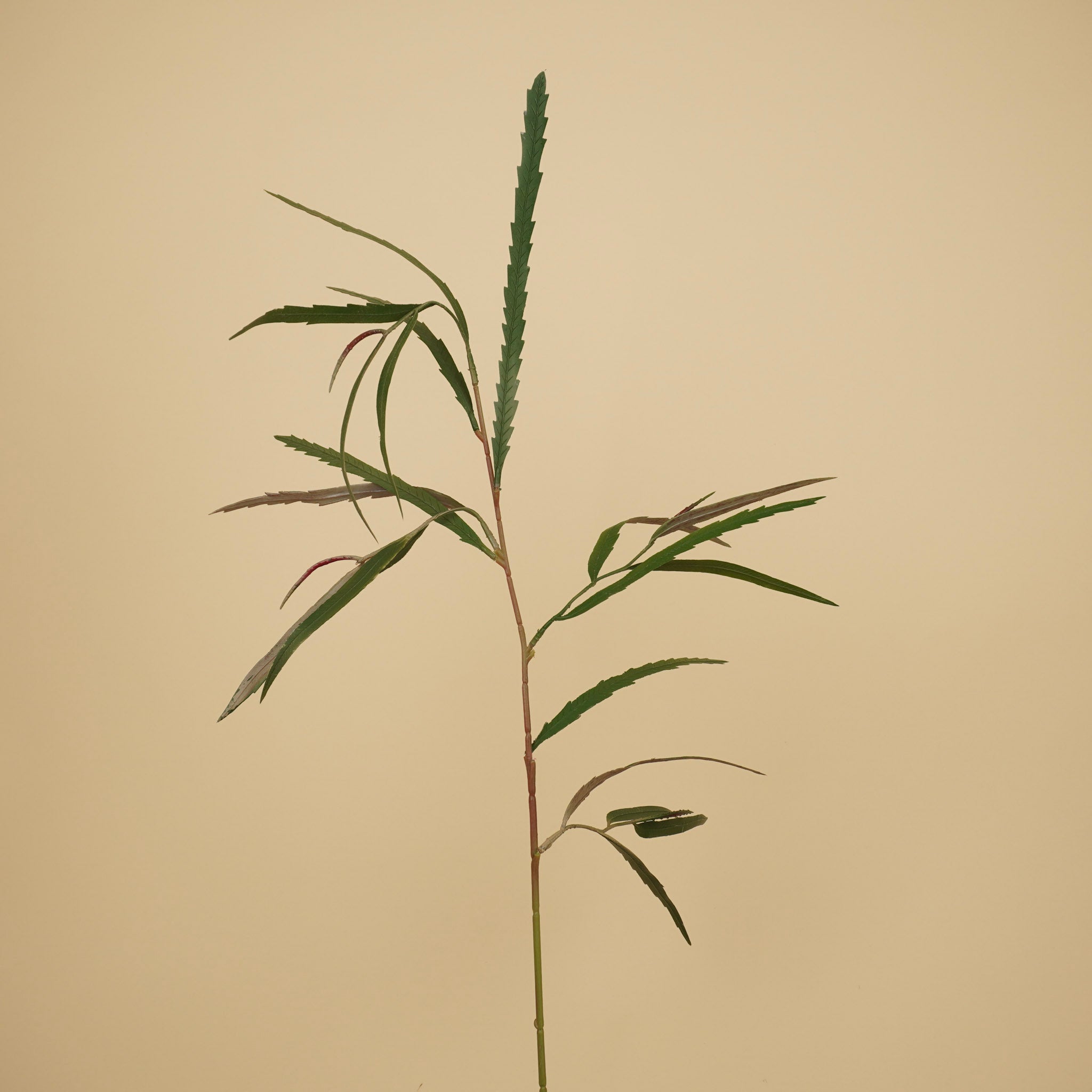 Grevillea soyeux – Vert (85 cm)
