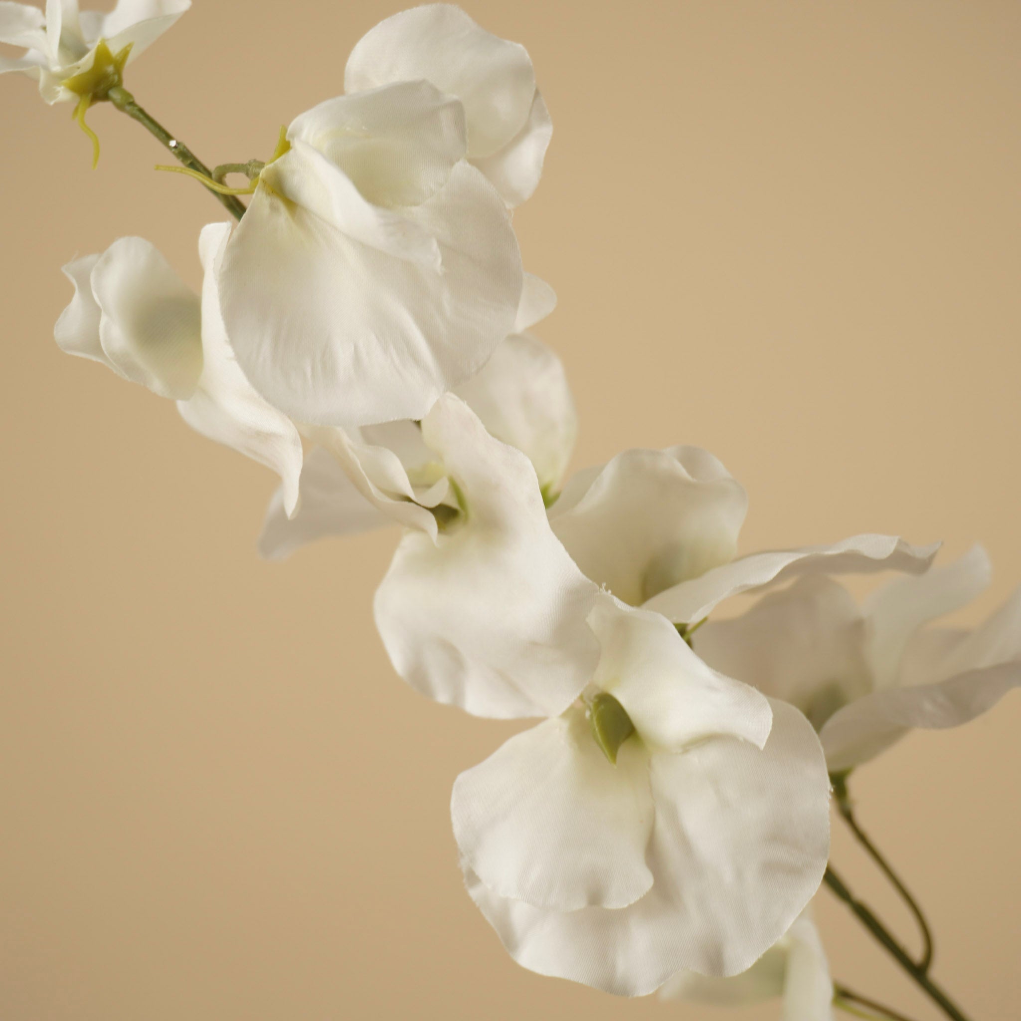 Lathyrus en soie – Crème (75 cm)