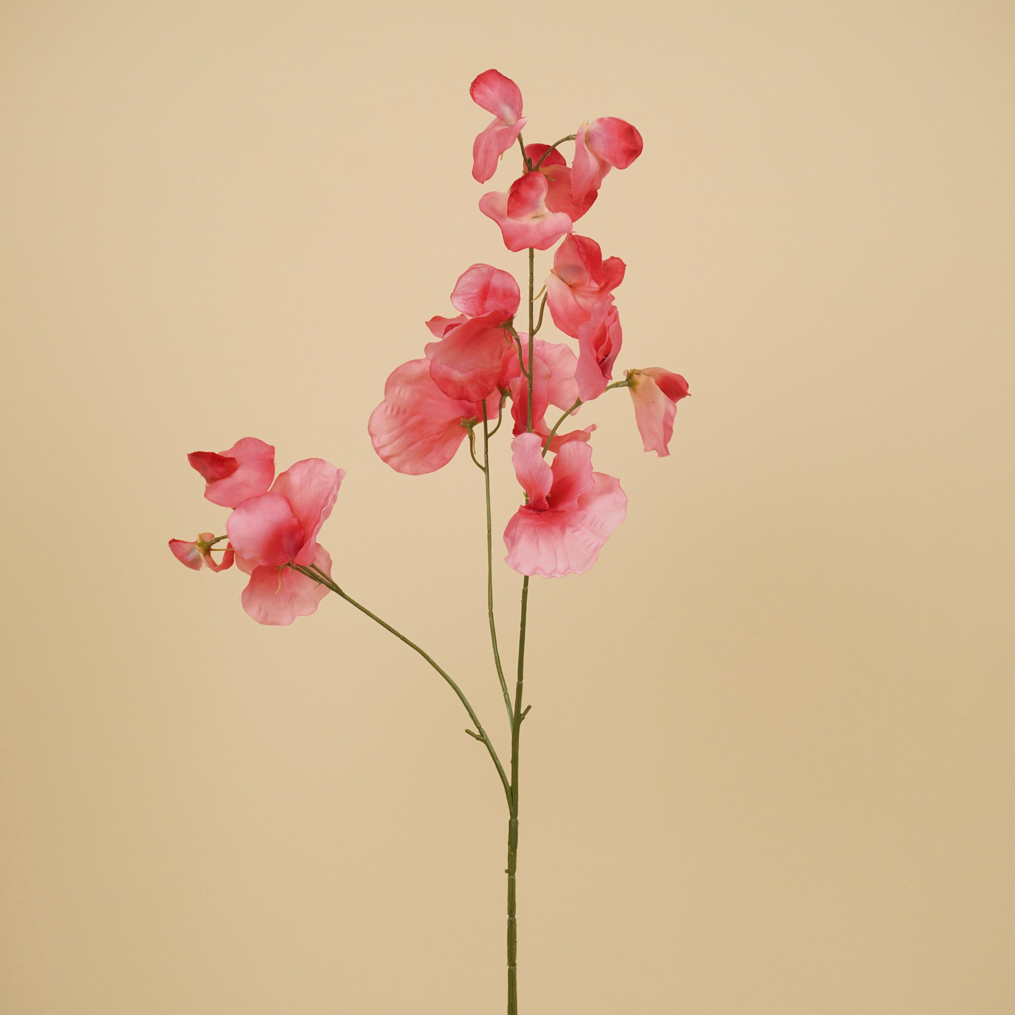 Lathyrus en soie – Rose (75 cm)