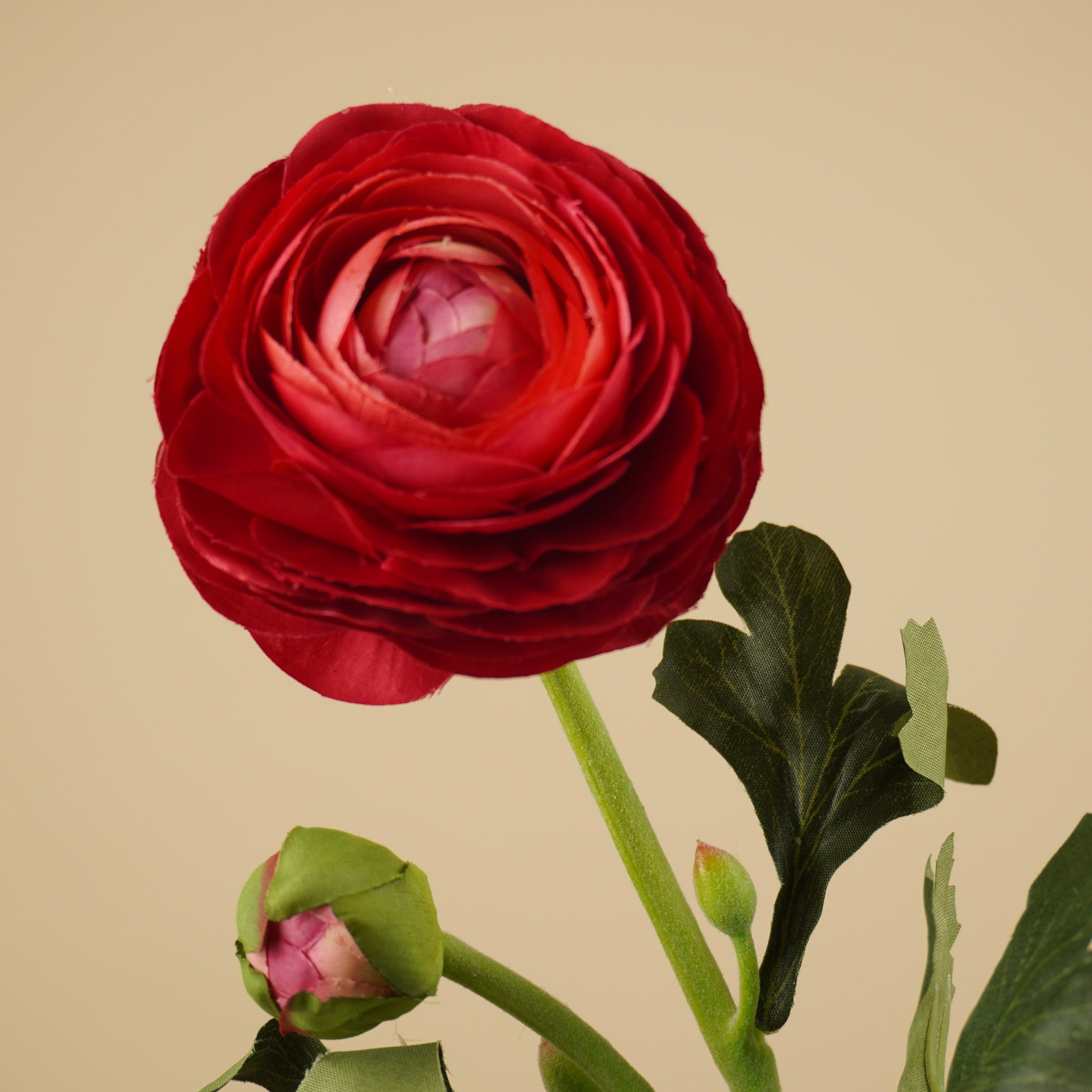 Renoncule de soie – Bordeaux foncé (51 cm)