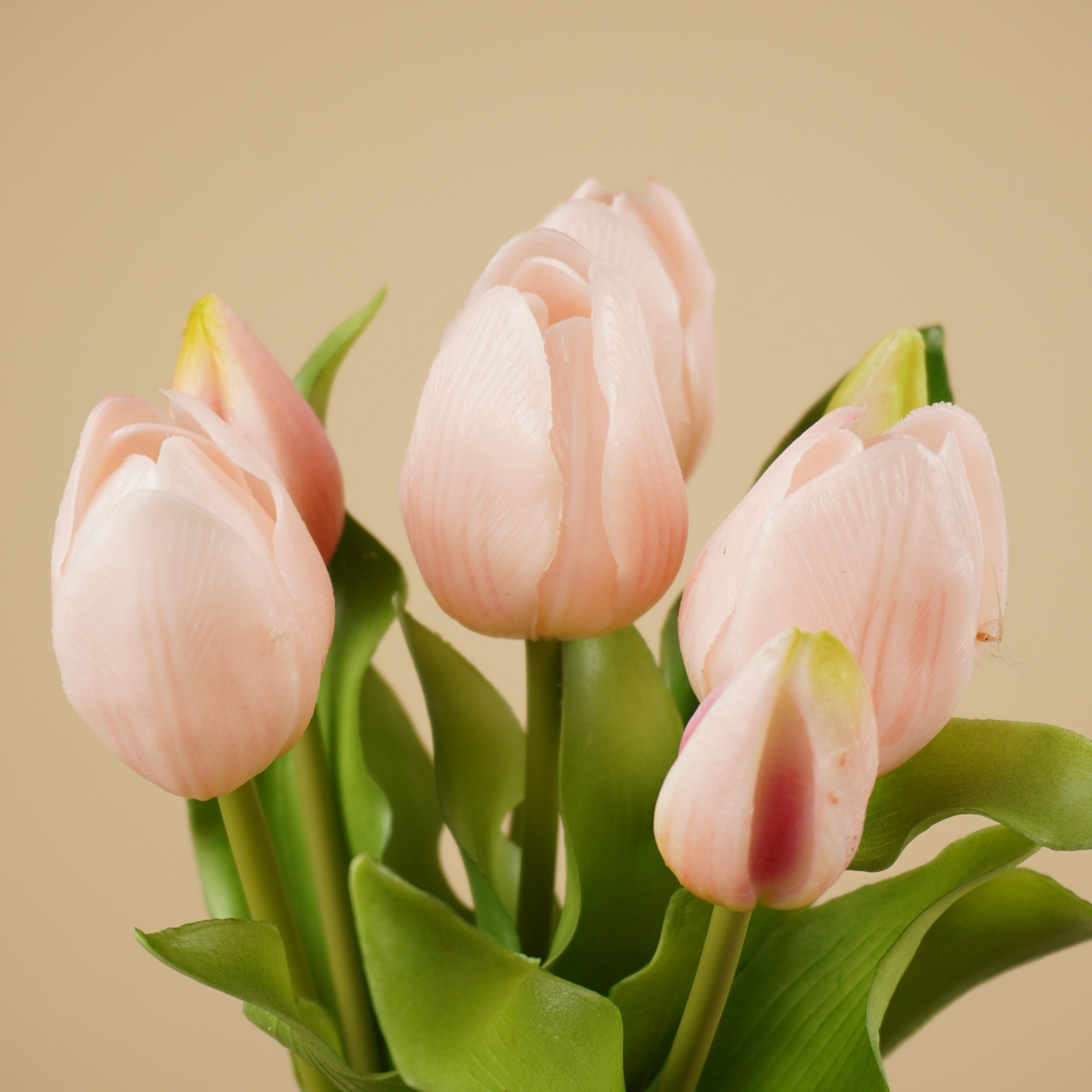 Lathyrus en soie – Crème (75 cm)