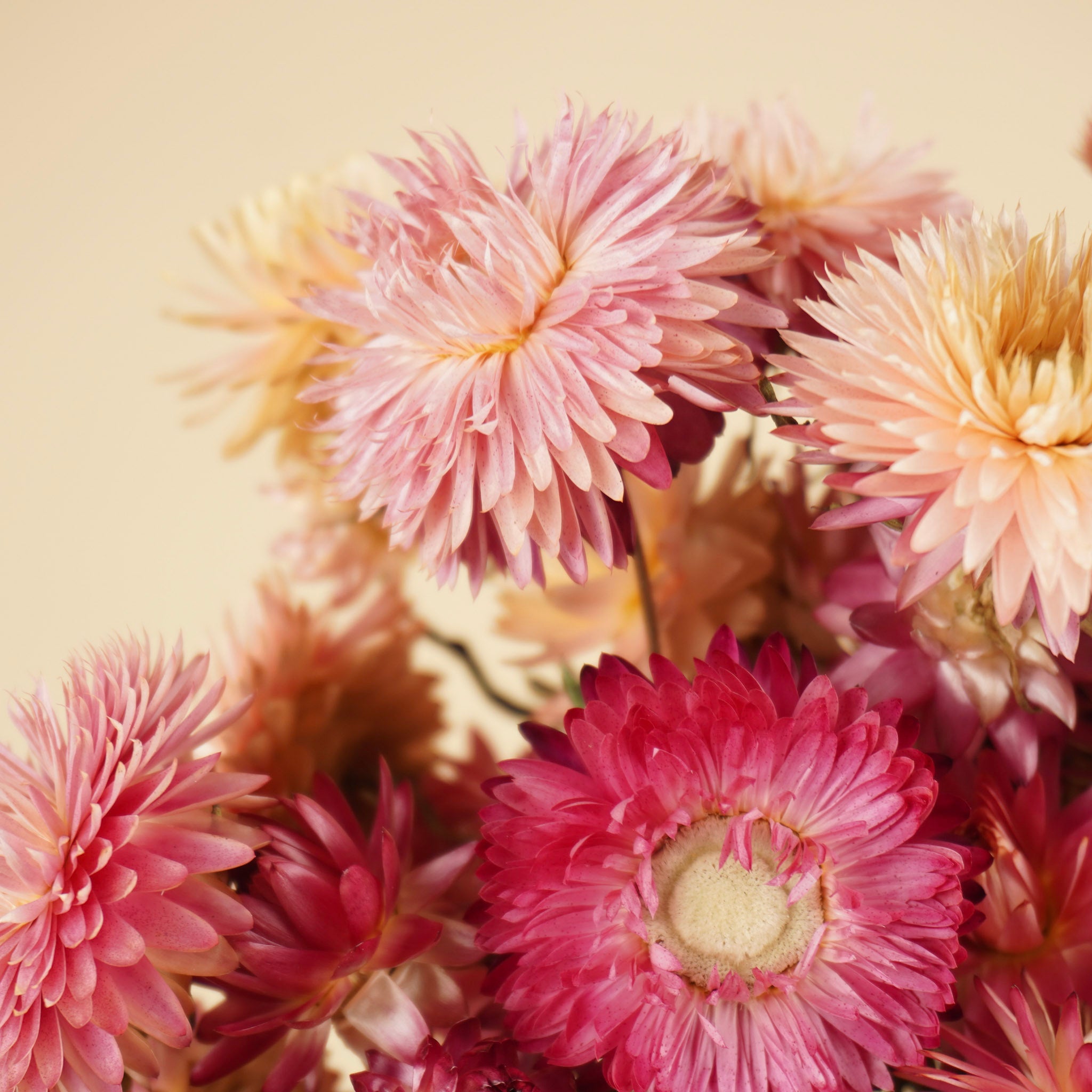 Saumon d'hélichrysum séché