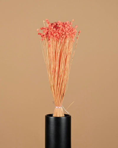 Getrocknete Cardoon Distel Oranje gemalt