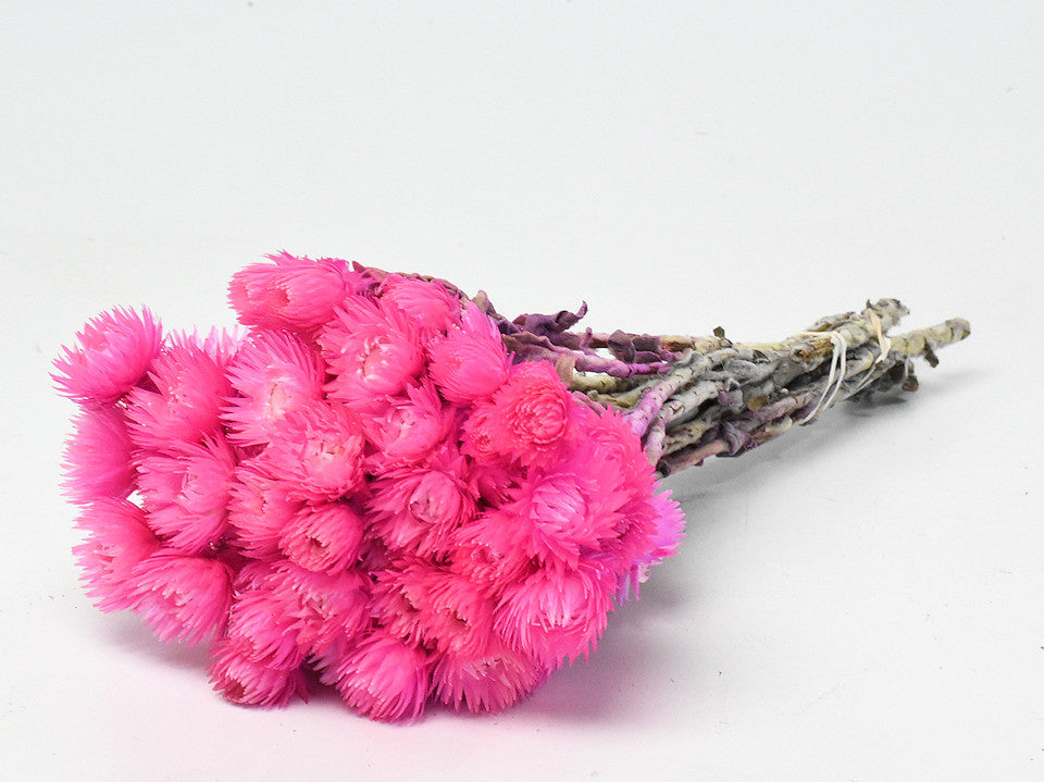 Helichrysum vestitum pink