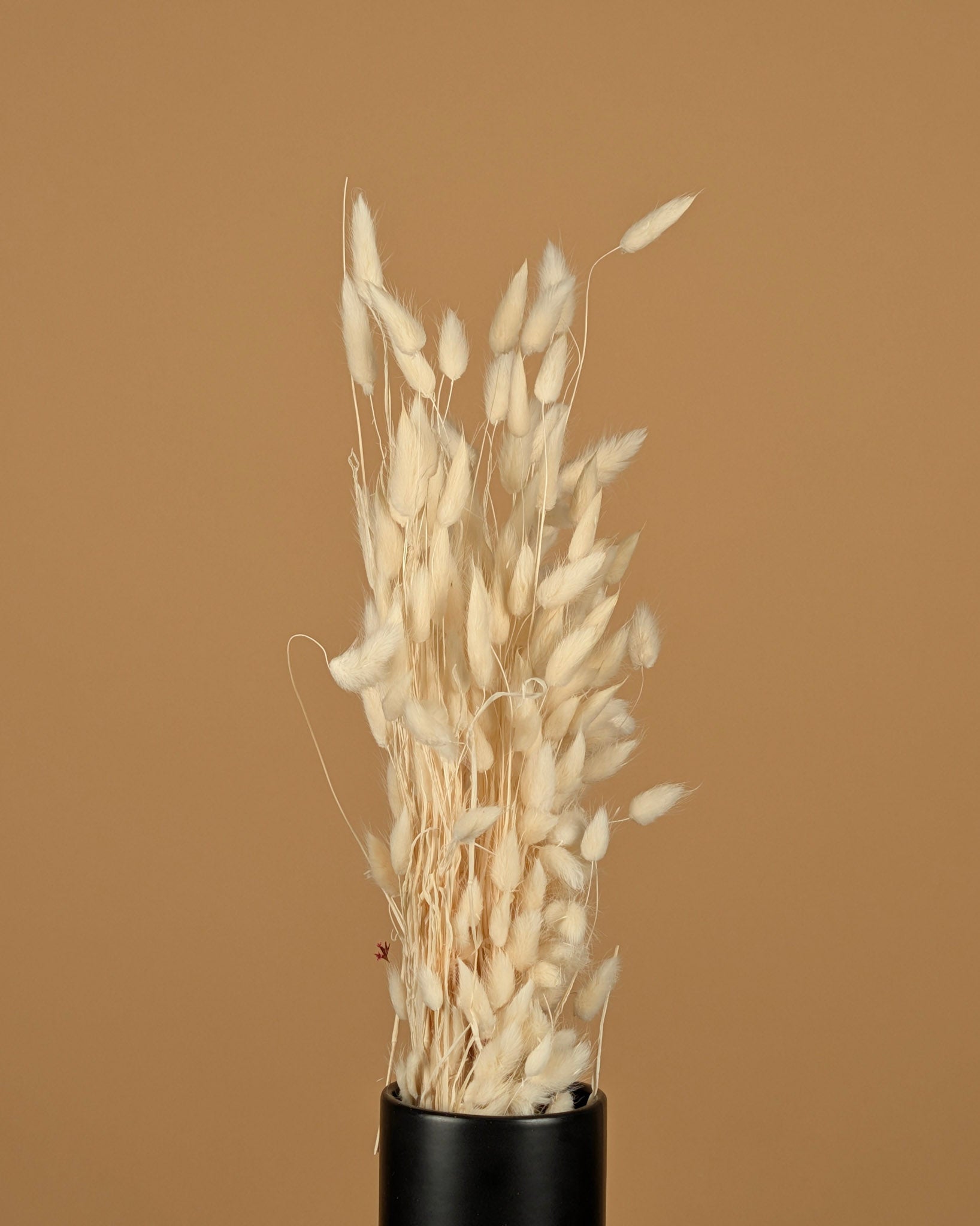 Dried Lagurus Ovatus bleached