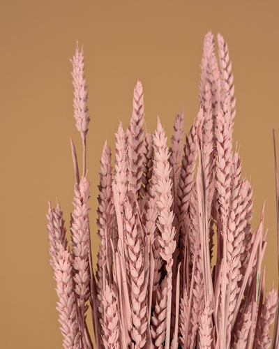 Blé séché rose brumeux (triticum)