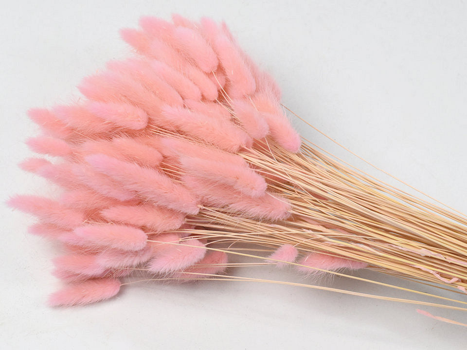 Lagurus Pastel Peach