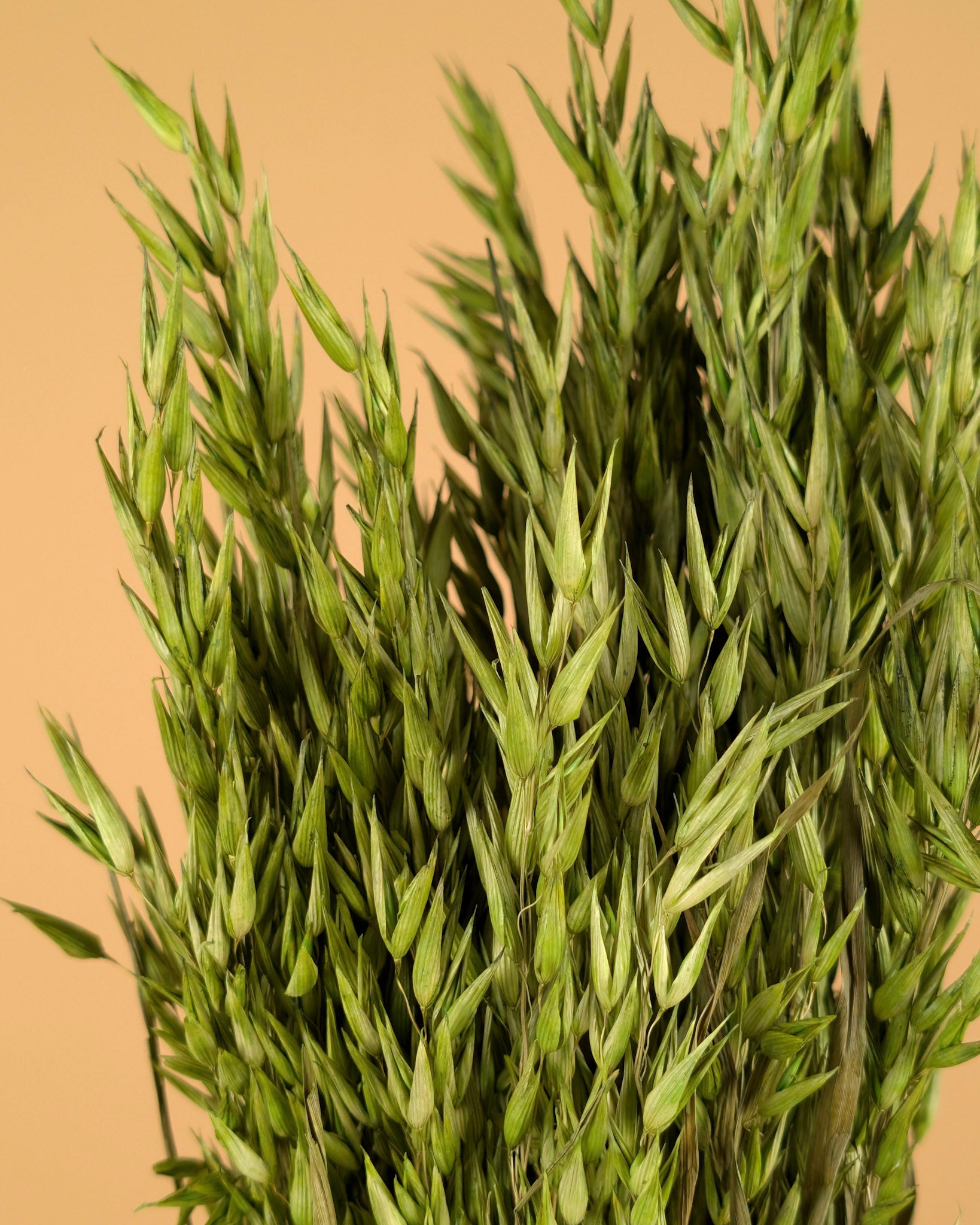 Getrockneter Hafer (Avena) farbig grün