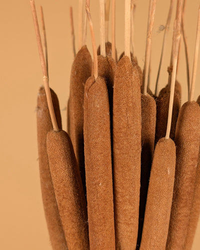 Typha Rietsigaar naturel (Lisdodde)