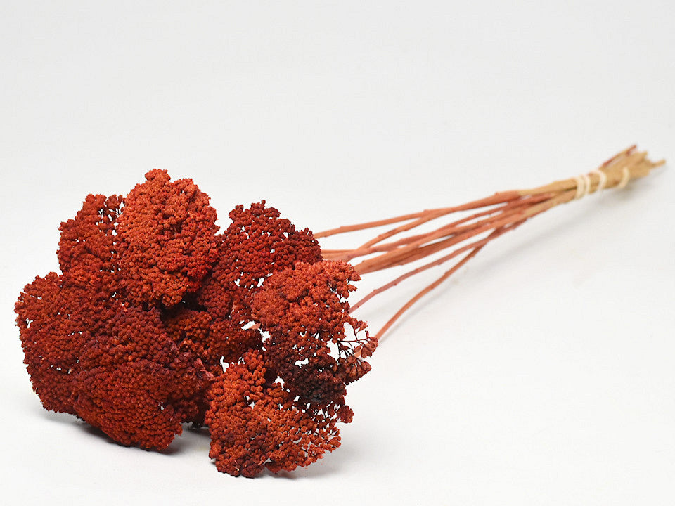 Achillea Parker Red gemischt 70 cm