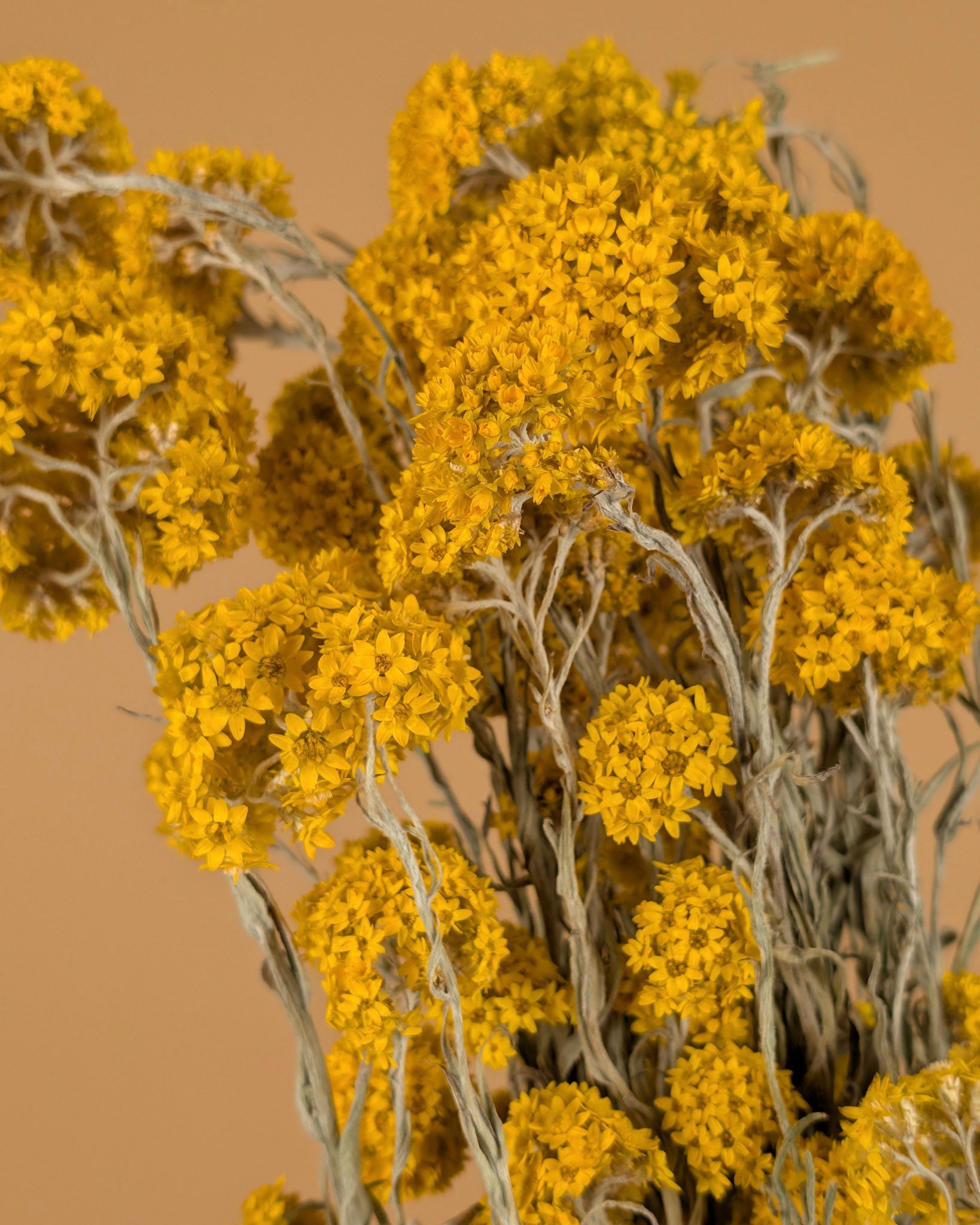 Gedroogde sanfordii – geel