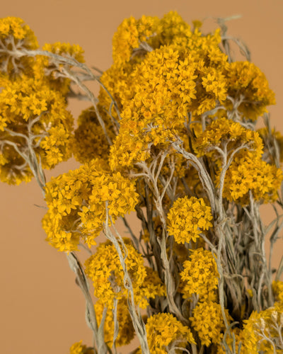 Gedroogde sanfordii – geel