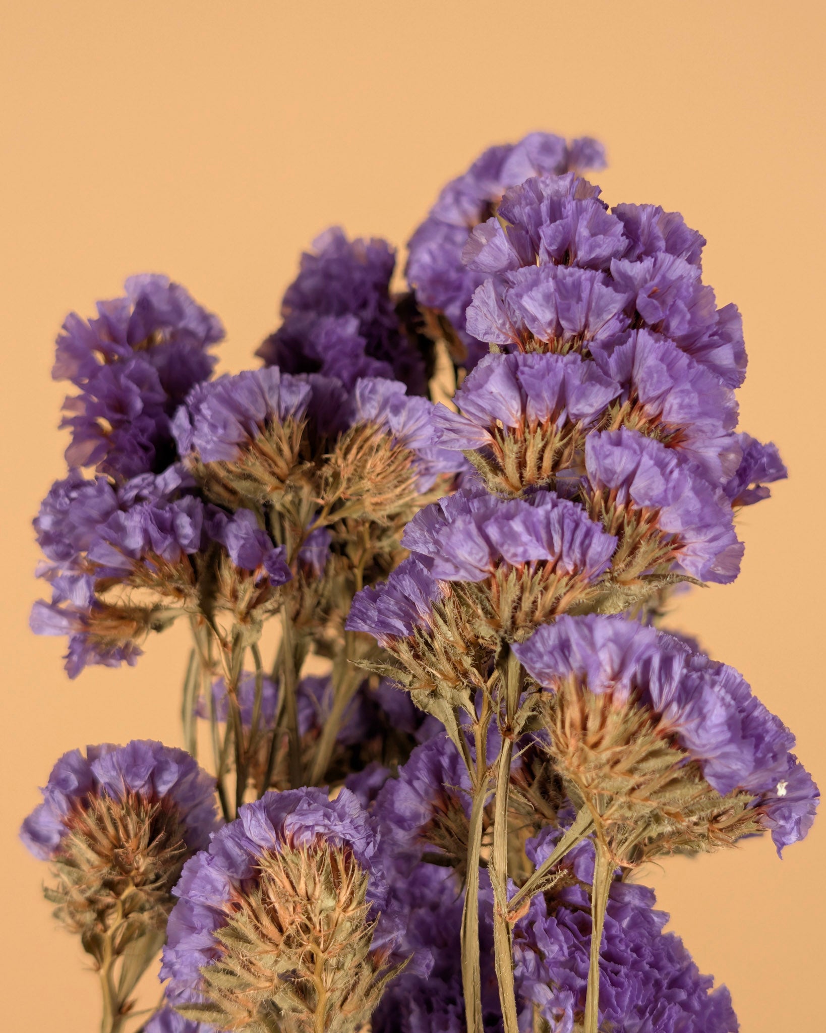 Dried Statice Sinuata Donker Violet