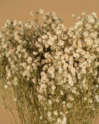 Gipsprad (gypsophilia) blanc naturel séché