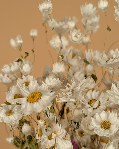 Dried Rhodanthe White