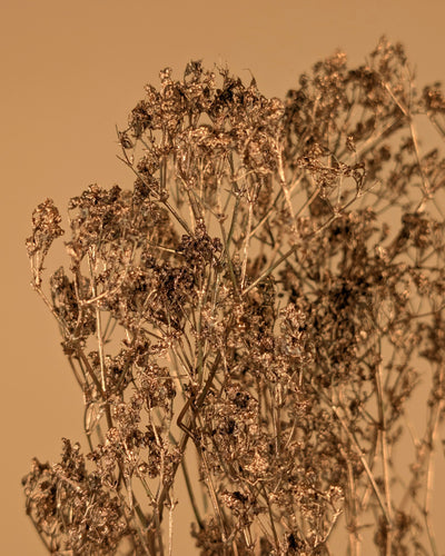 Gypsophila gold (painted)