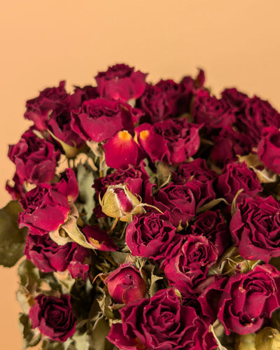 Dried dark red roses