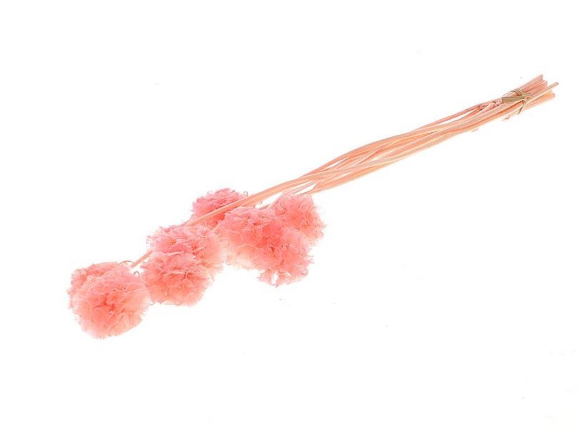 Gedroogde Scabiosa Roze (gepreserveerd)