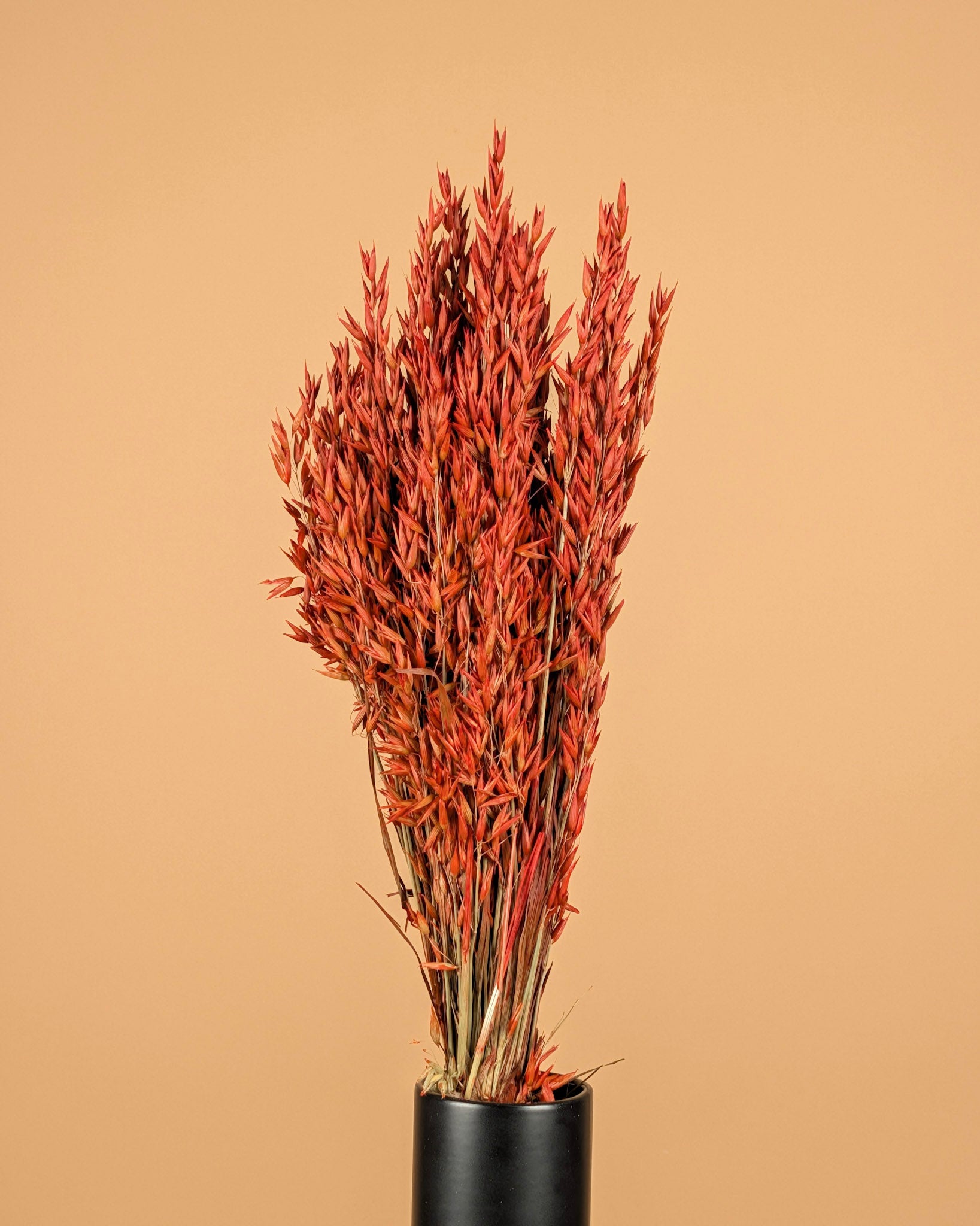 Getrockneter Hafer (Avena) orangefarben