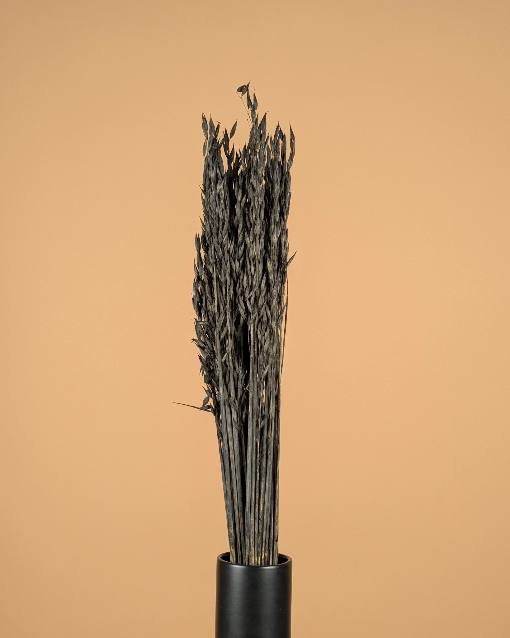 Getrockneter Hafer (Avena) schwarz bemalt