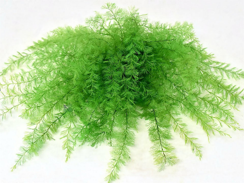 Air Fern Lentegroen 15cm 5-Pack