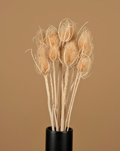 Cardoen Distel dried and bleached