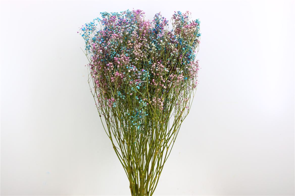 Gipskruid disco mix paars &amp; blauw gedroogd