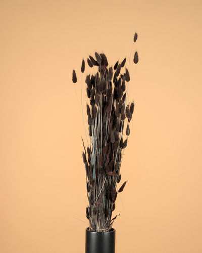 Dried Lagurus Ovatus Brown