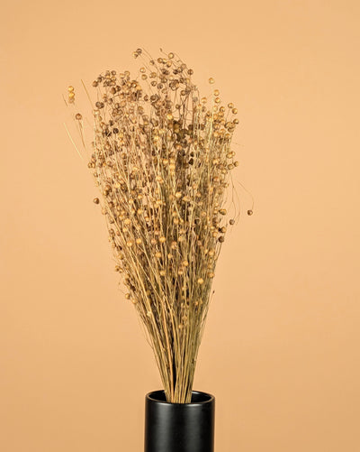 Getrocknetes Lino Vlas Naturel (Linum)